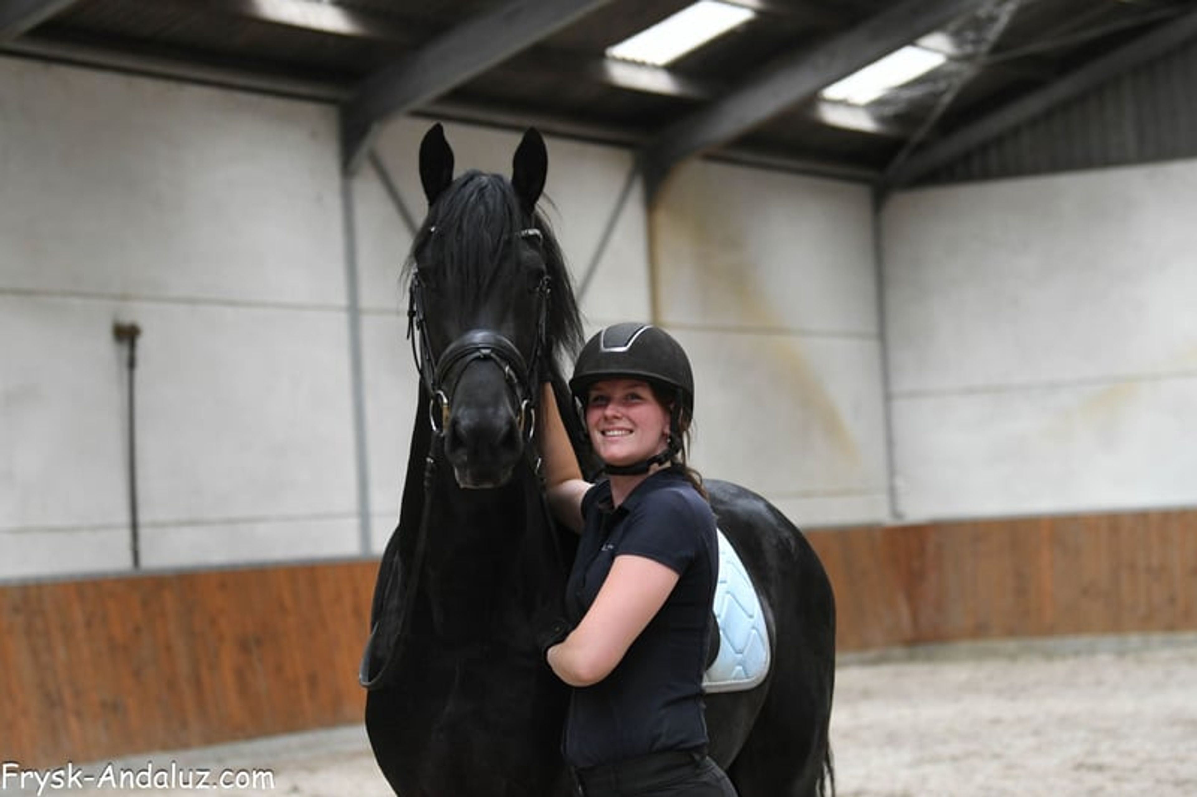 Strikingly good gallop – Friesland stallion for sale - Image 8