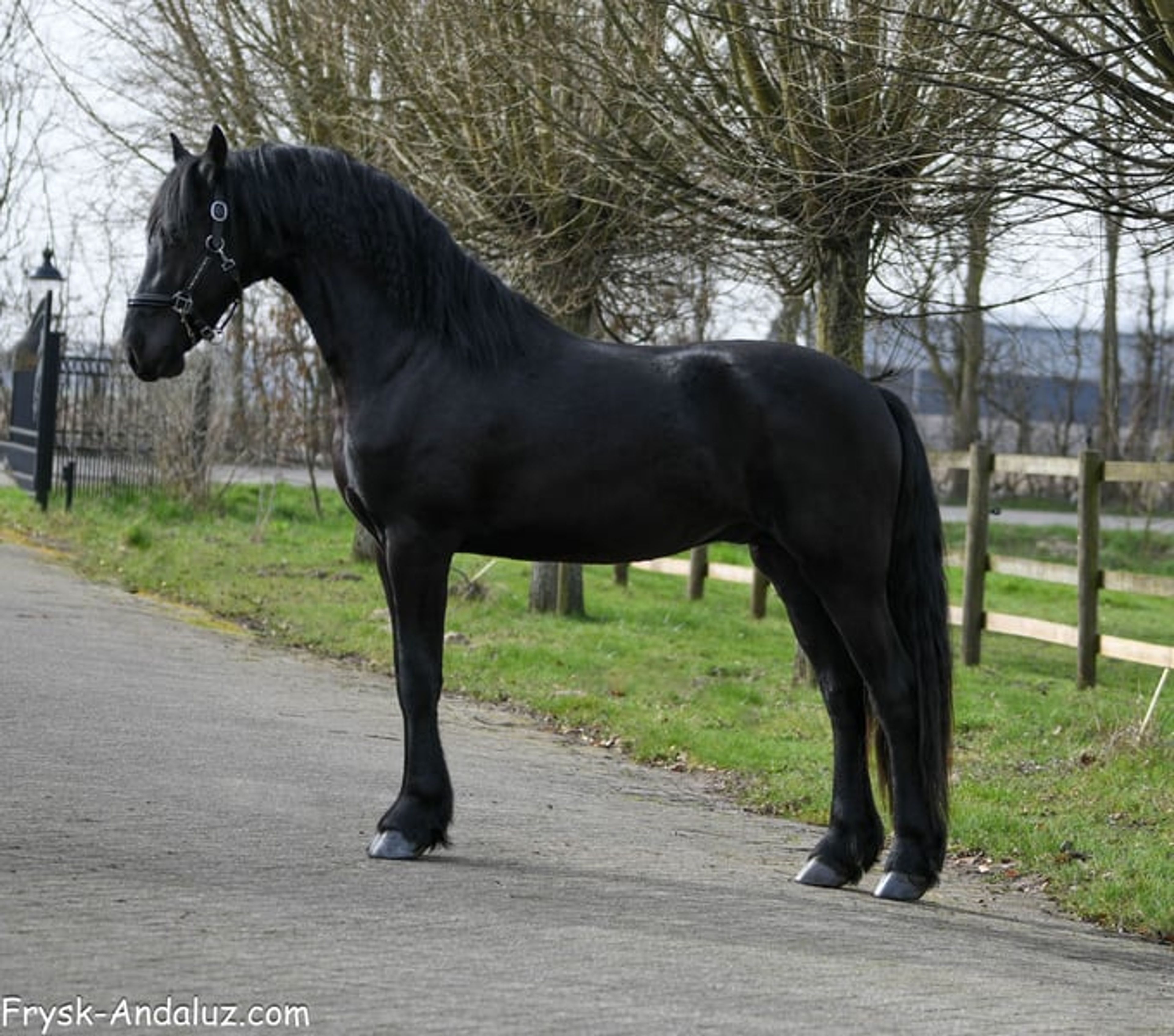Strikingly good gallop – Friesland stallion for sale - Image 9