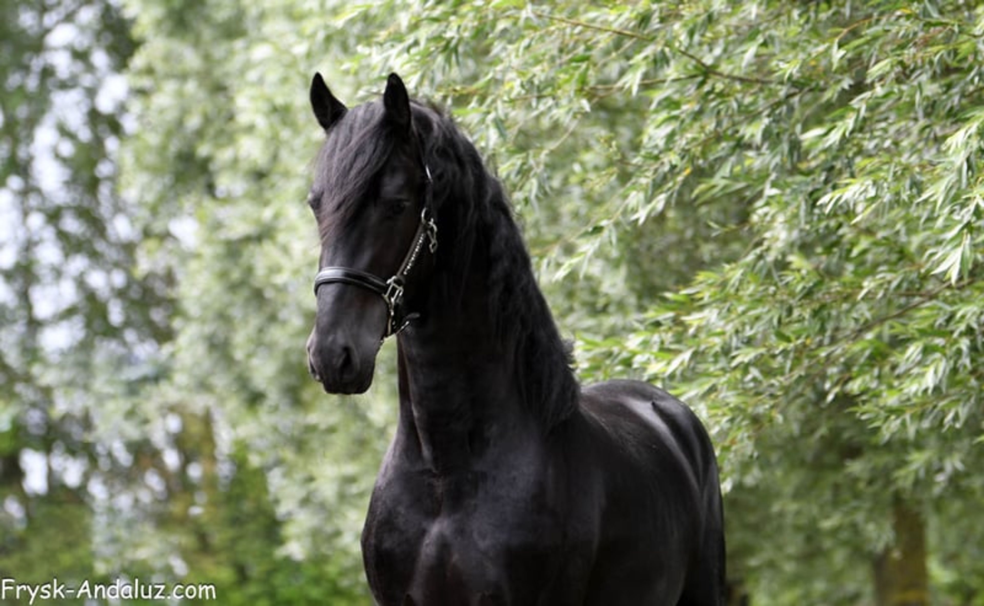 Strikingly good gallop – Friesland stallion for sale - Image 10