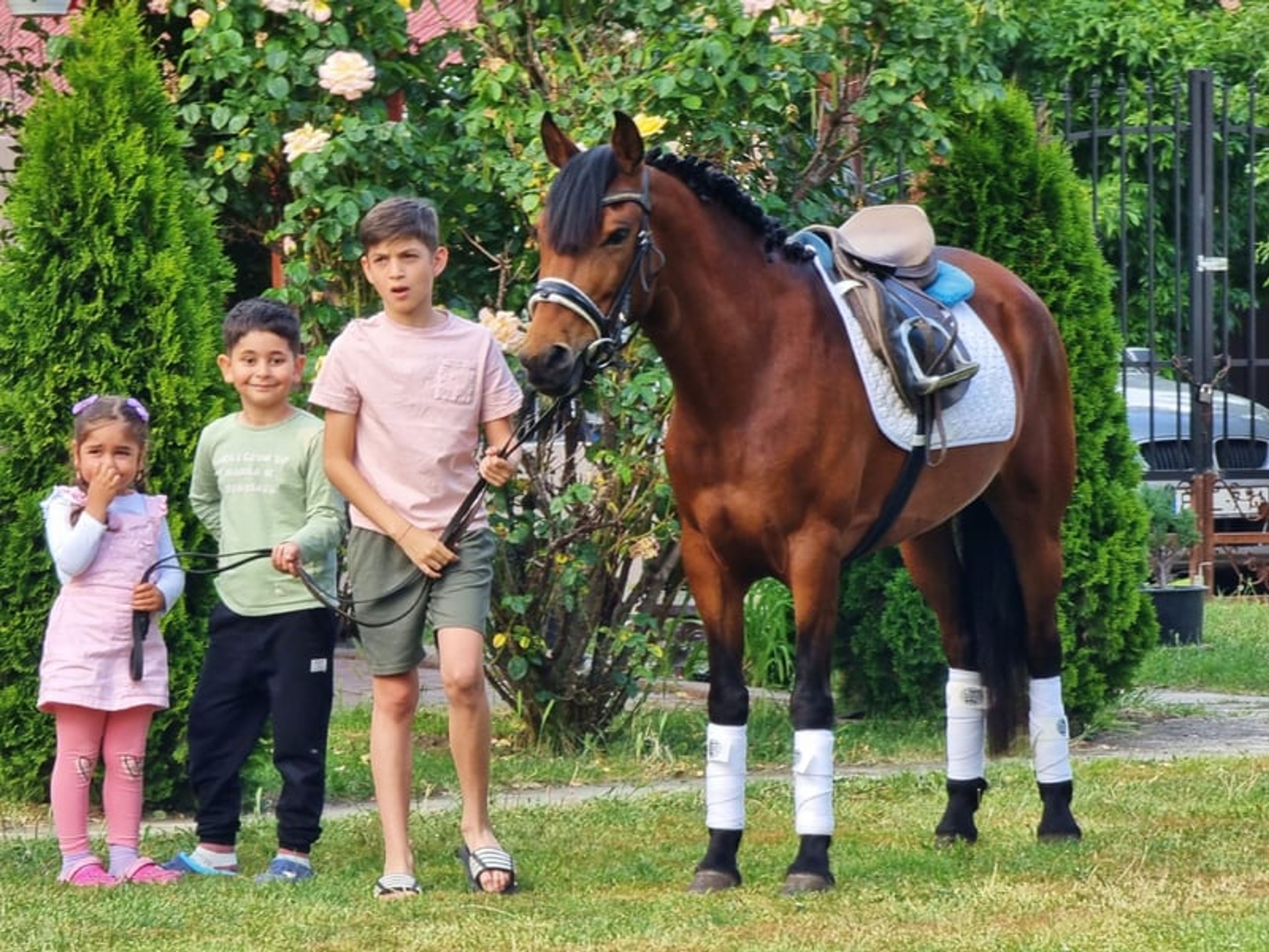Billy – a true family pony with a heart of gold ❤️