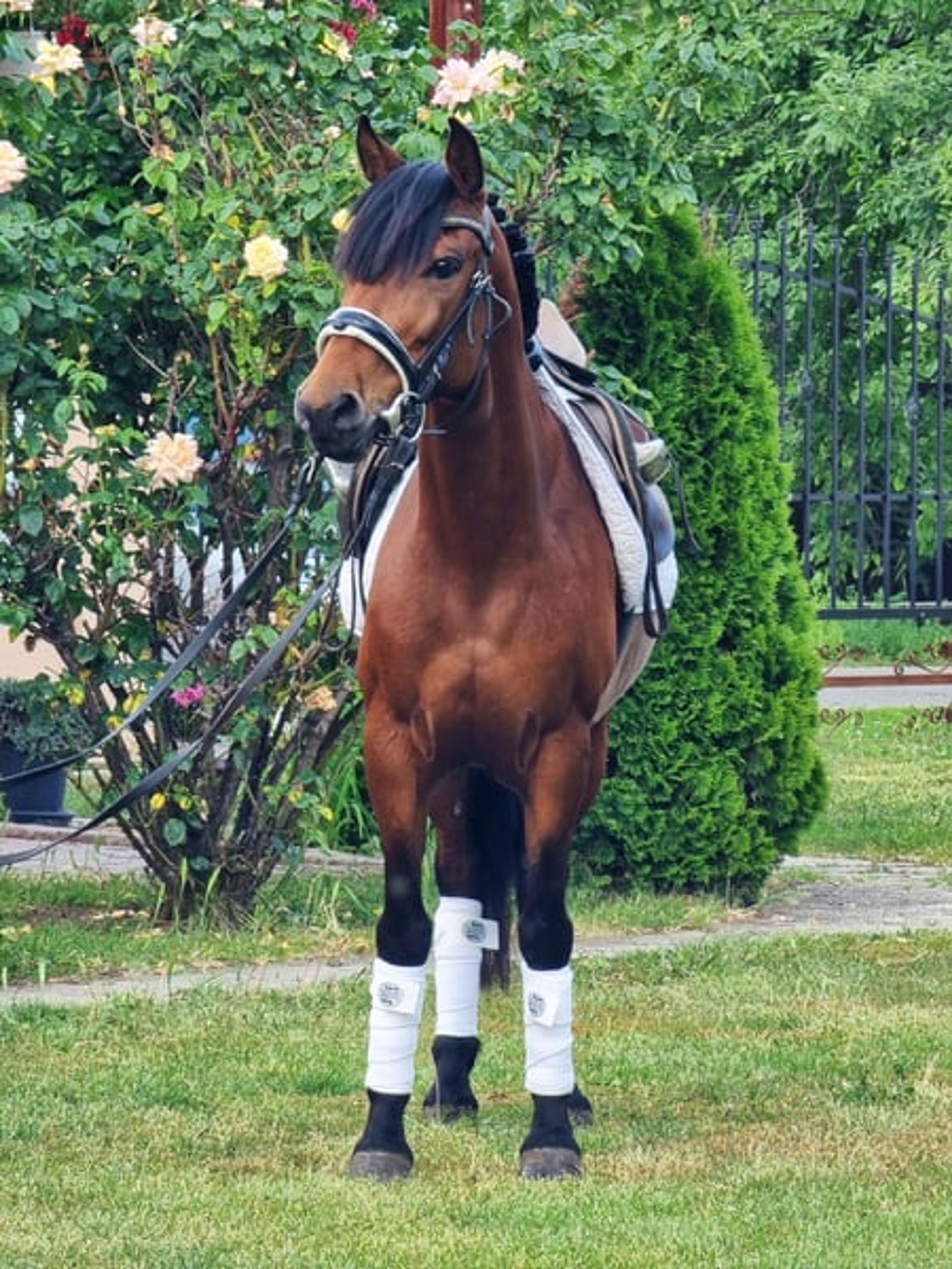 Billy – a true family pony with a heart of gold ❤️ - Image 2
