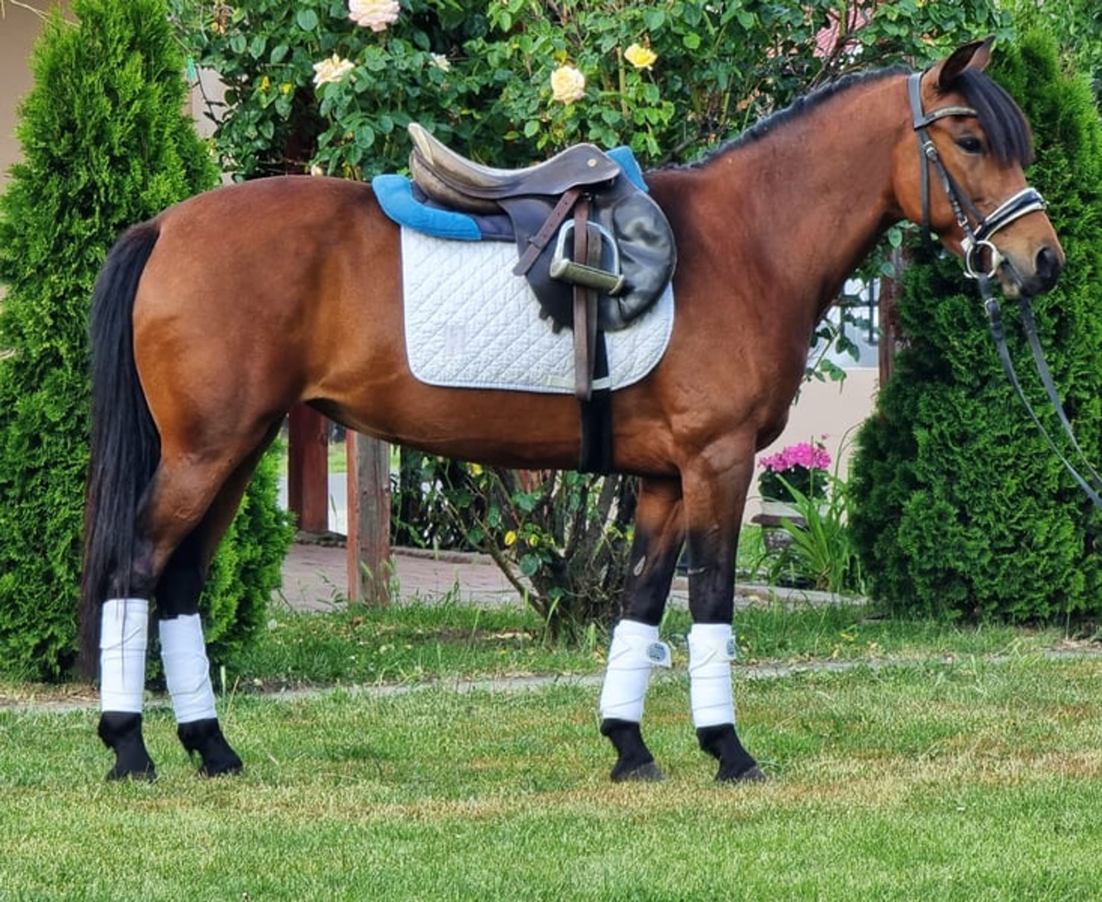 Billy – a true family pony with a heart of gold ❤️ - Image 3