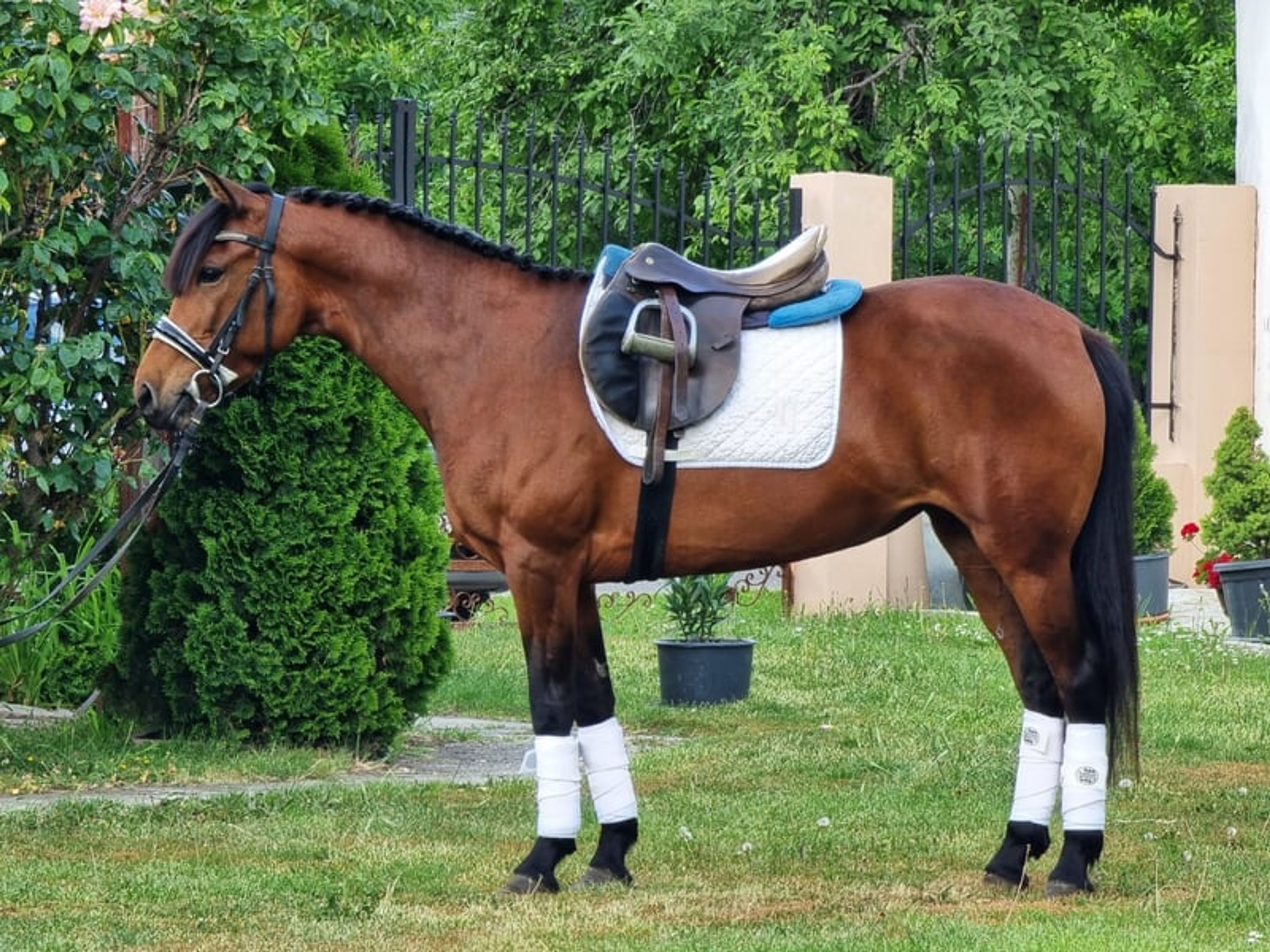 Billy – a true family pony with a heart of gold ❤️ - Image 4