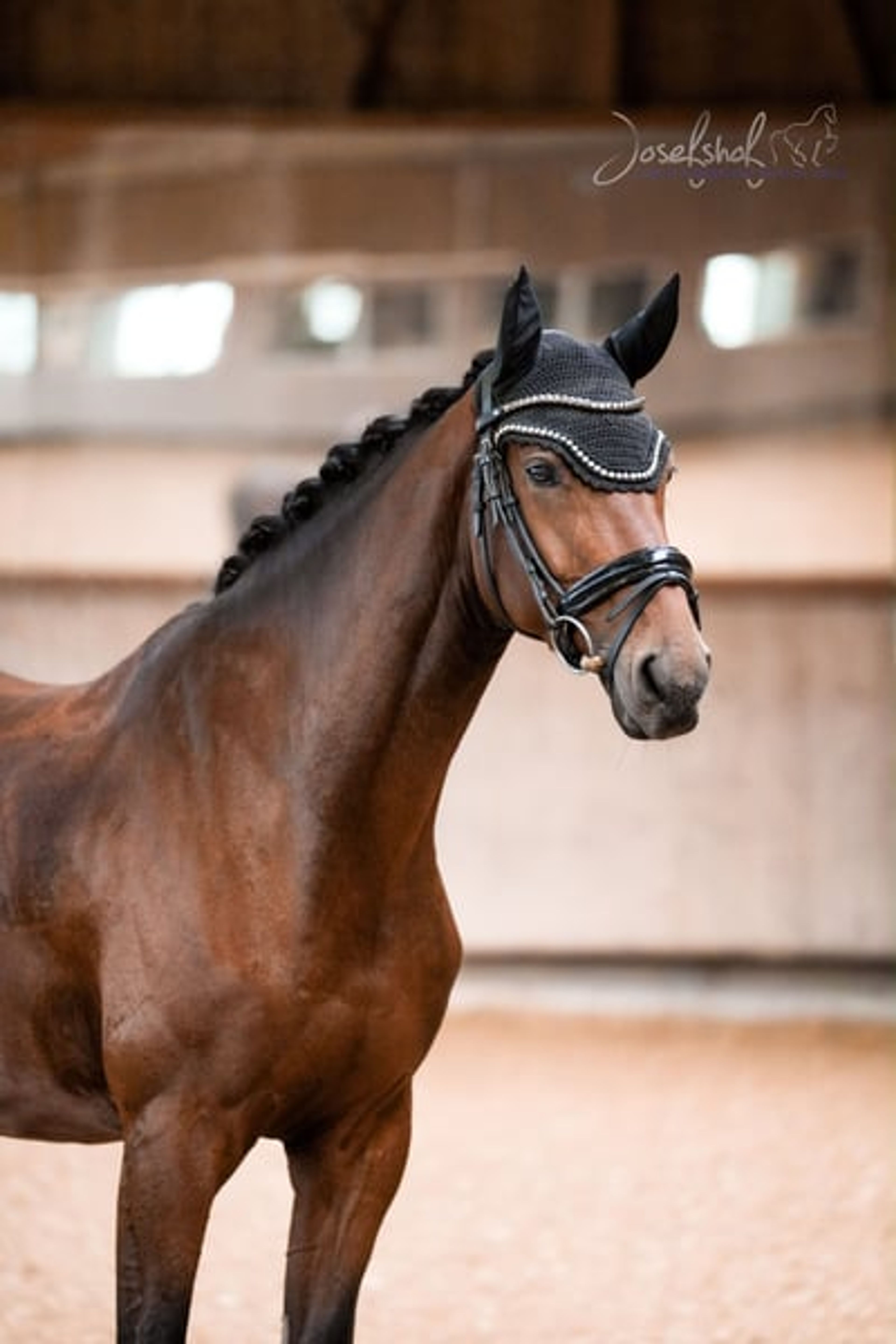 Young athlete with an exceptionally eye-catching canter.