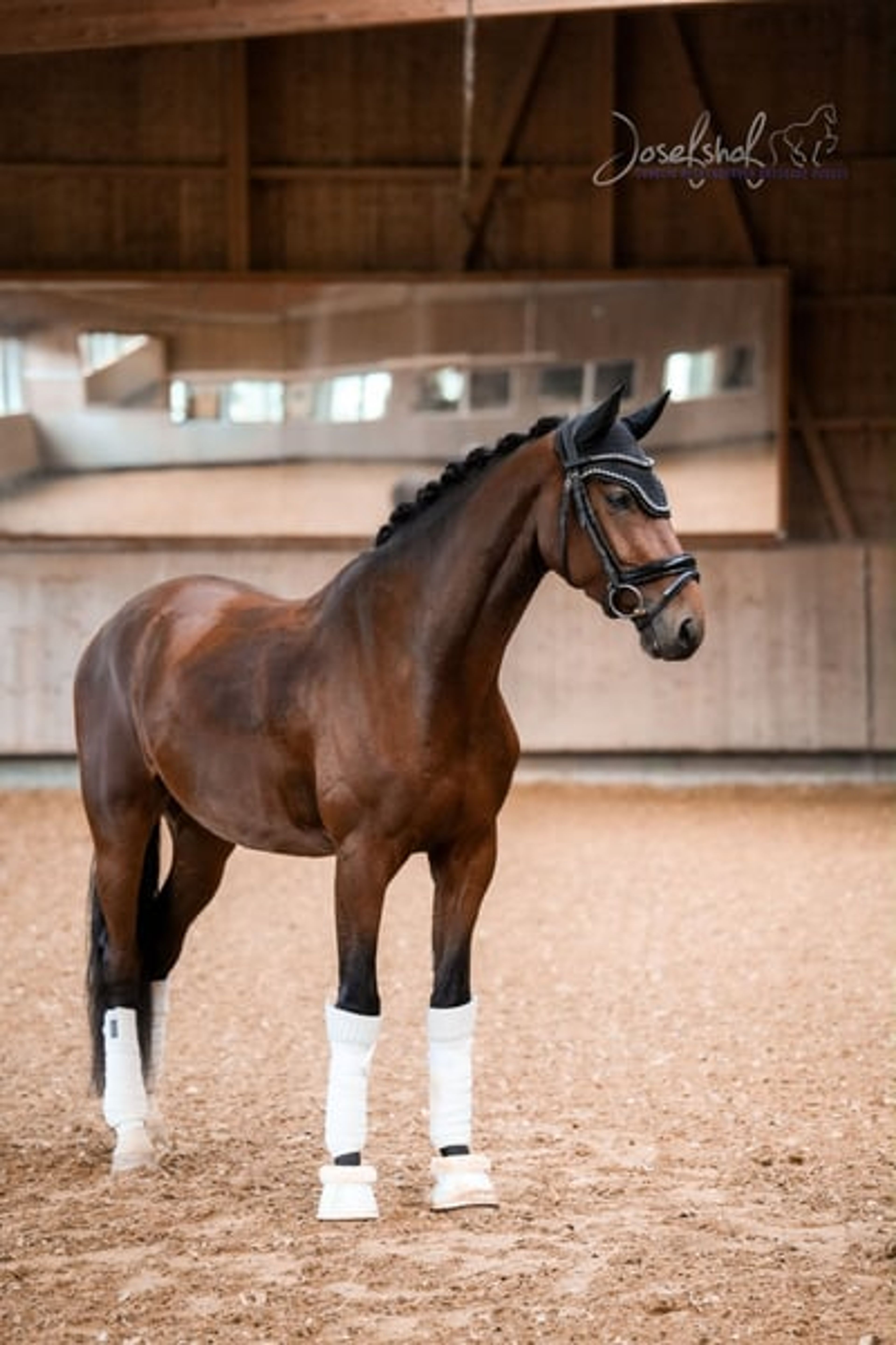 Young athlete with an exceptionally eye-catching canter. - Image 2