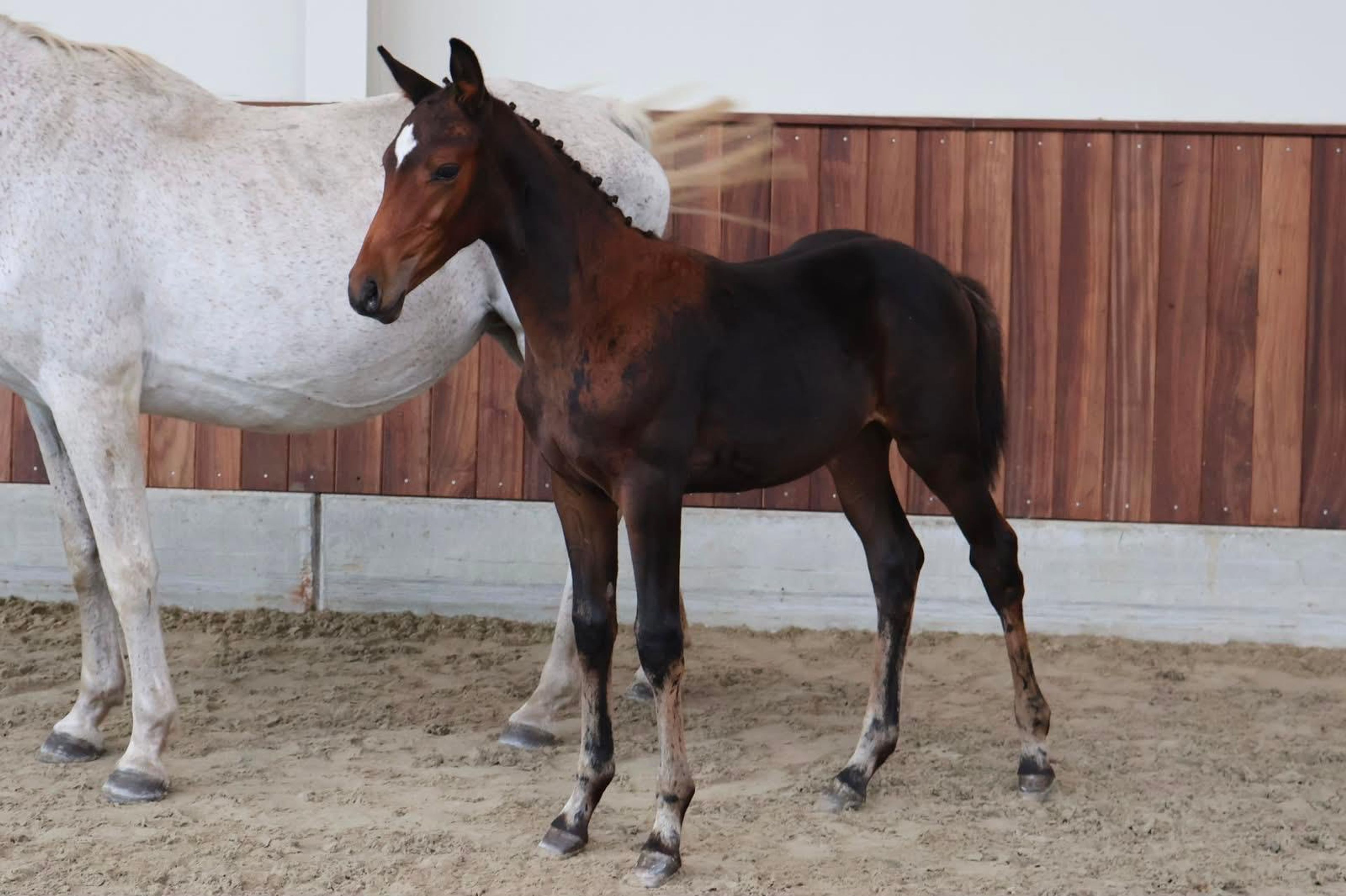 Tyrone (TOYBOY DE REGOR x WINNIGMOOD)