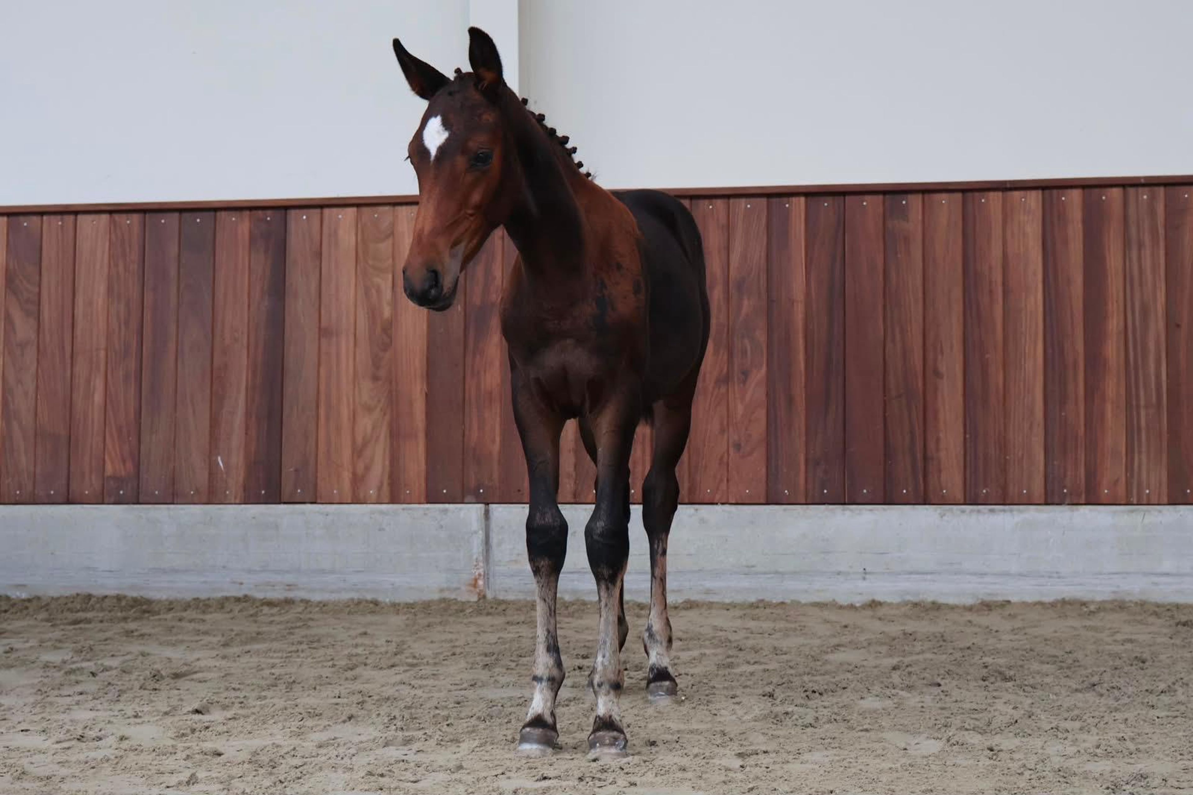 Tyrone (TOYBOY DE REGOR x WINNIGMOOD) - Image 3