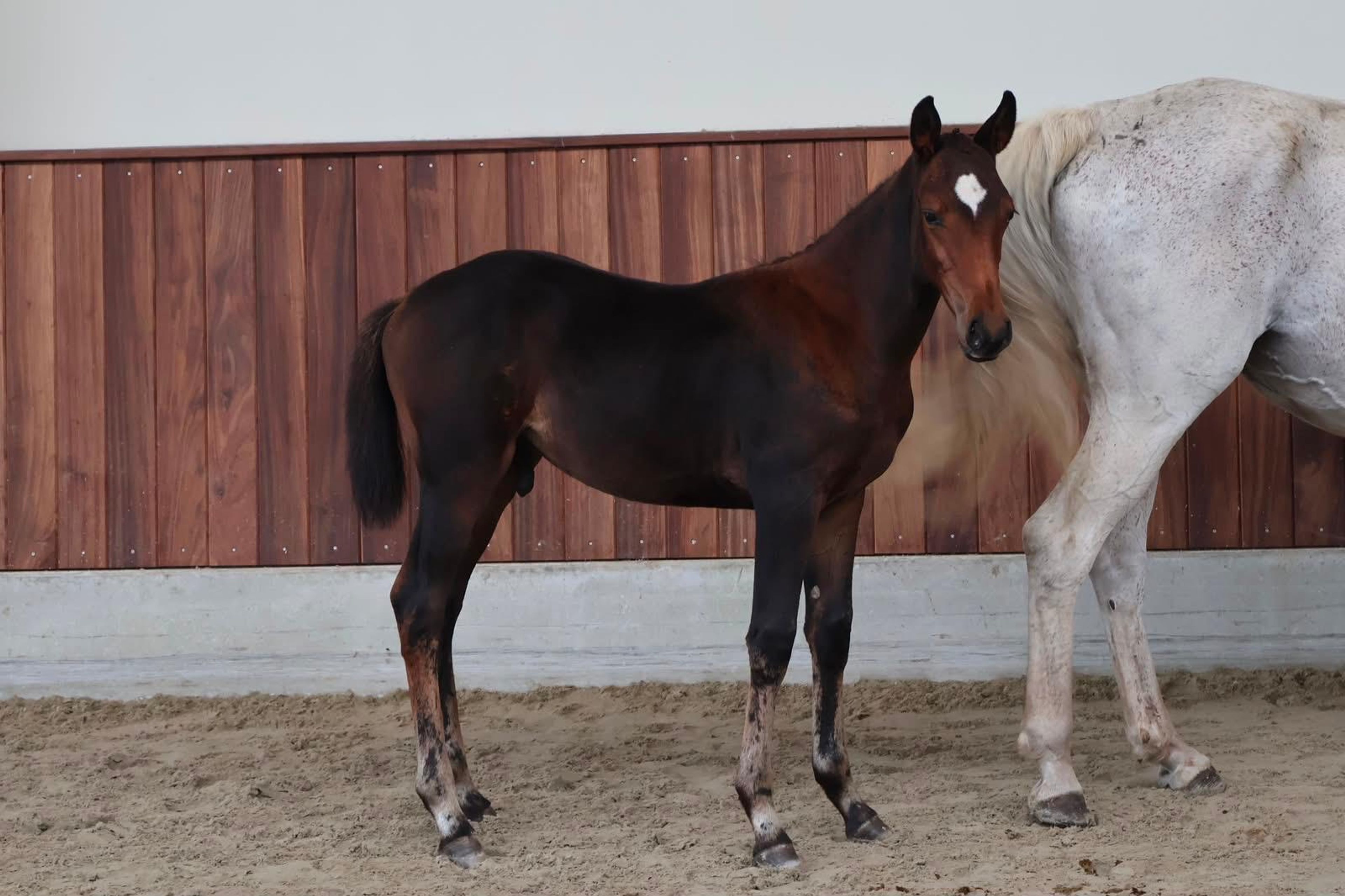 Tyrone (TOYBOY DE REGOR x WINNIGMOOD) - Image 4
