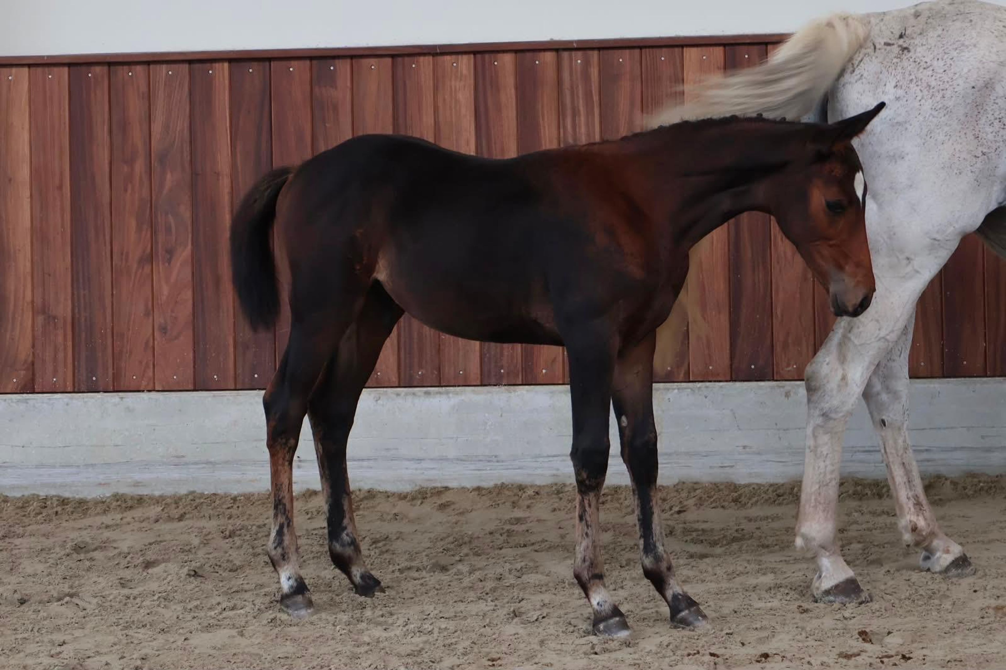 Tyrone (TOYBOY DE REGOR x WINNIGMOOD) - Image 6
