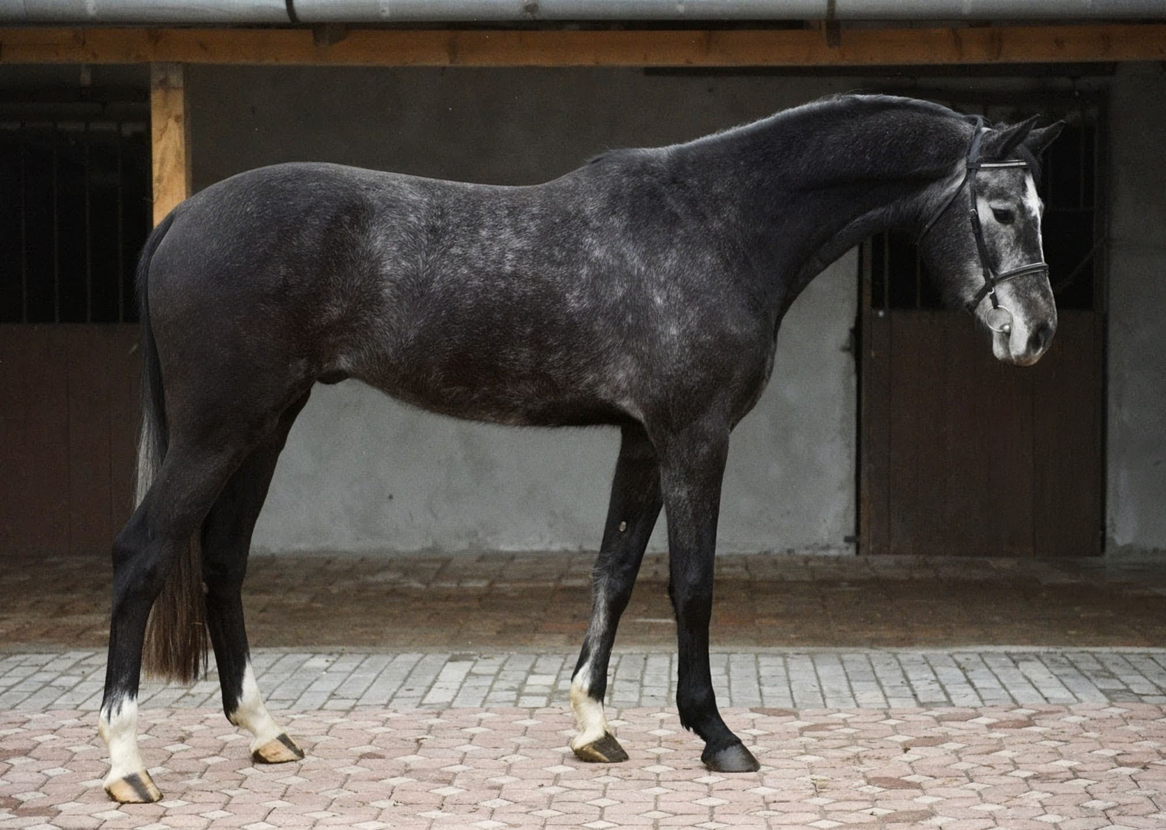 Winston - Image 1