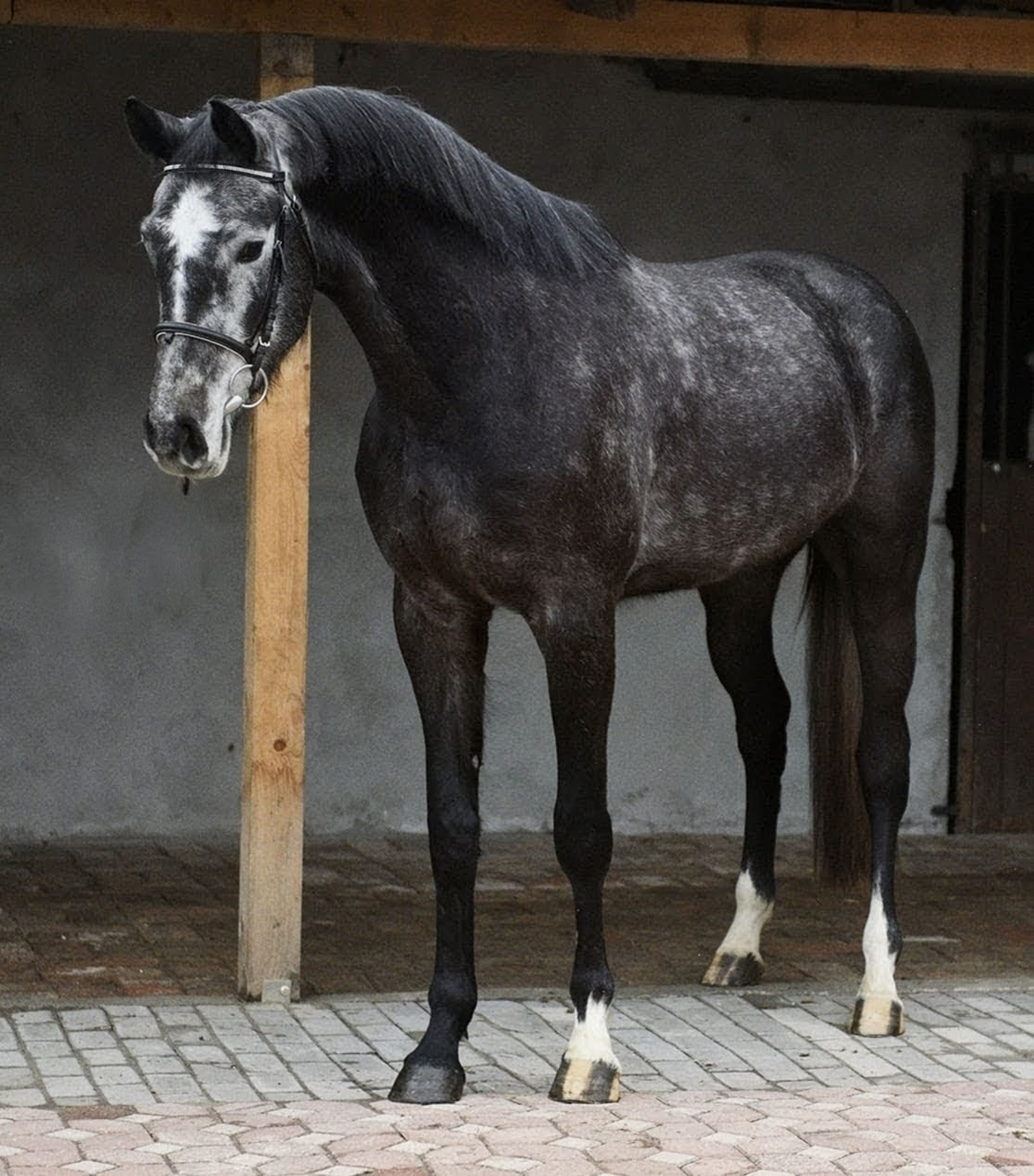 Winston - Image 2