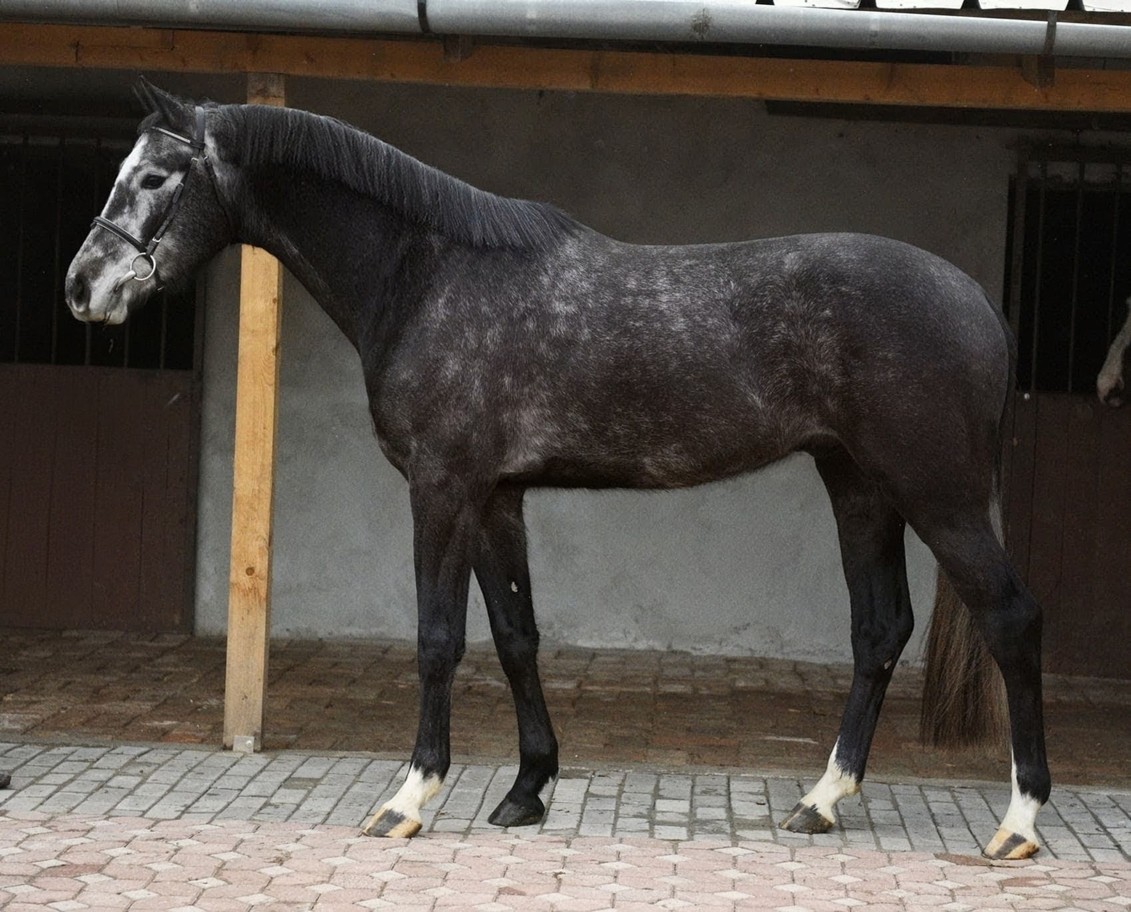 Winston - Image 3