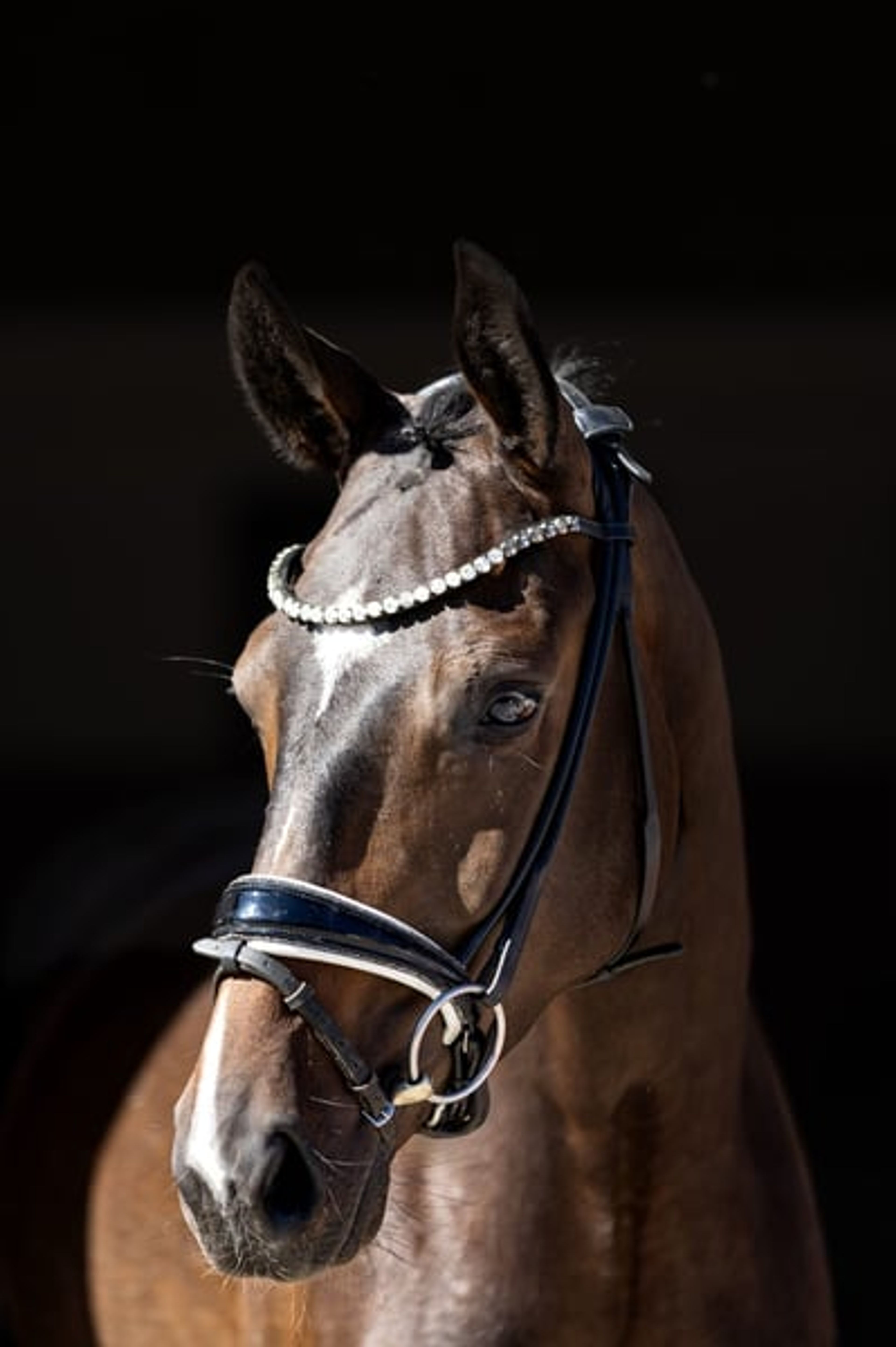 Top young horse with an honest temperament and three good gaits.