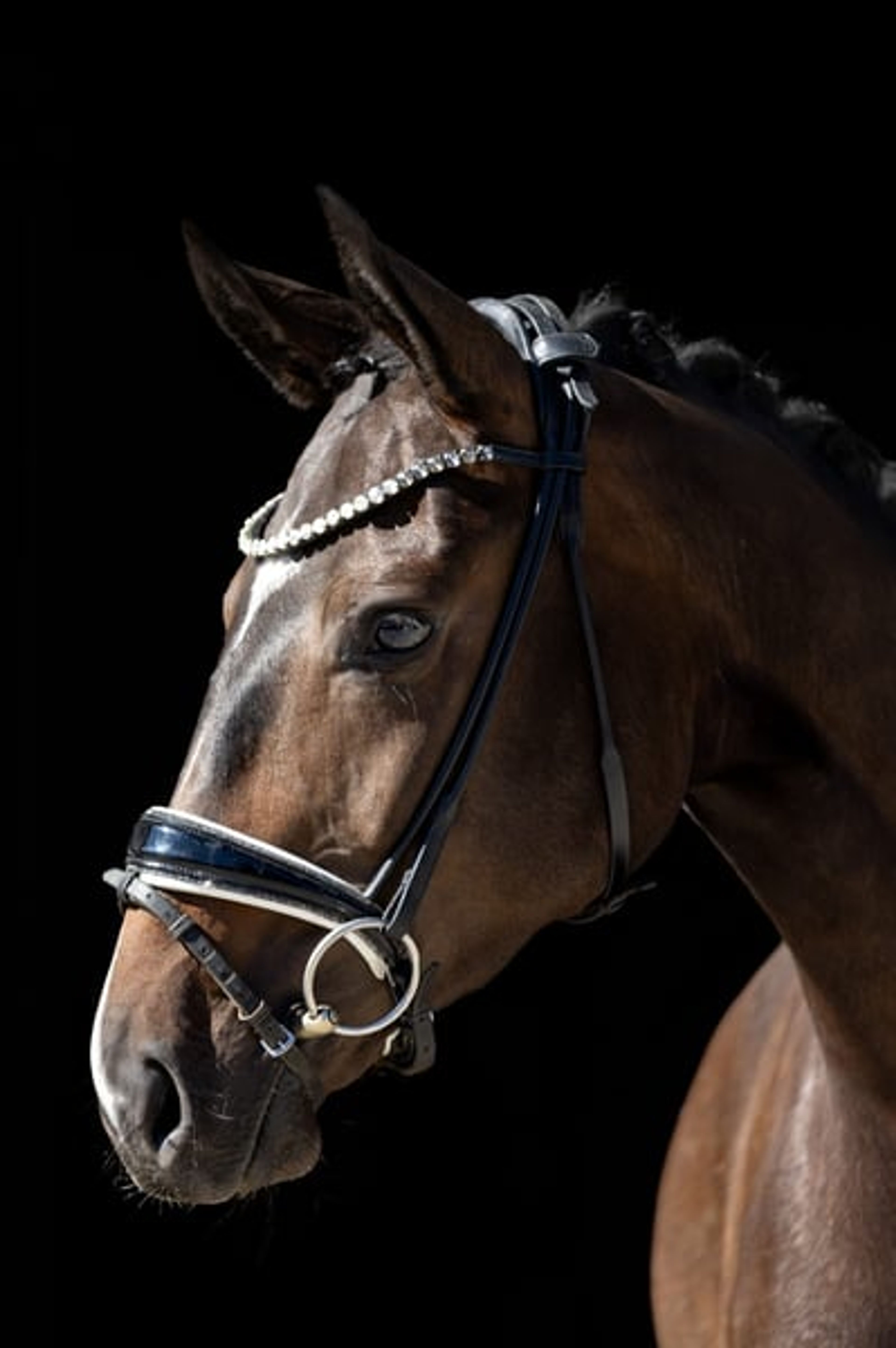 Top young horse with an honest temperament and three good gaits. - Image 2