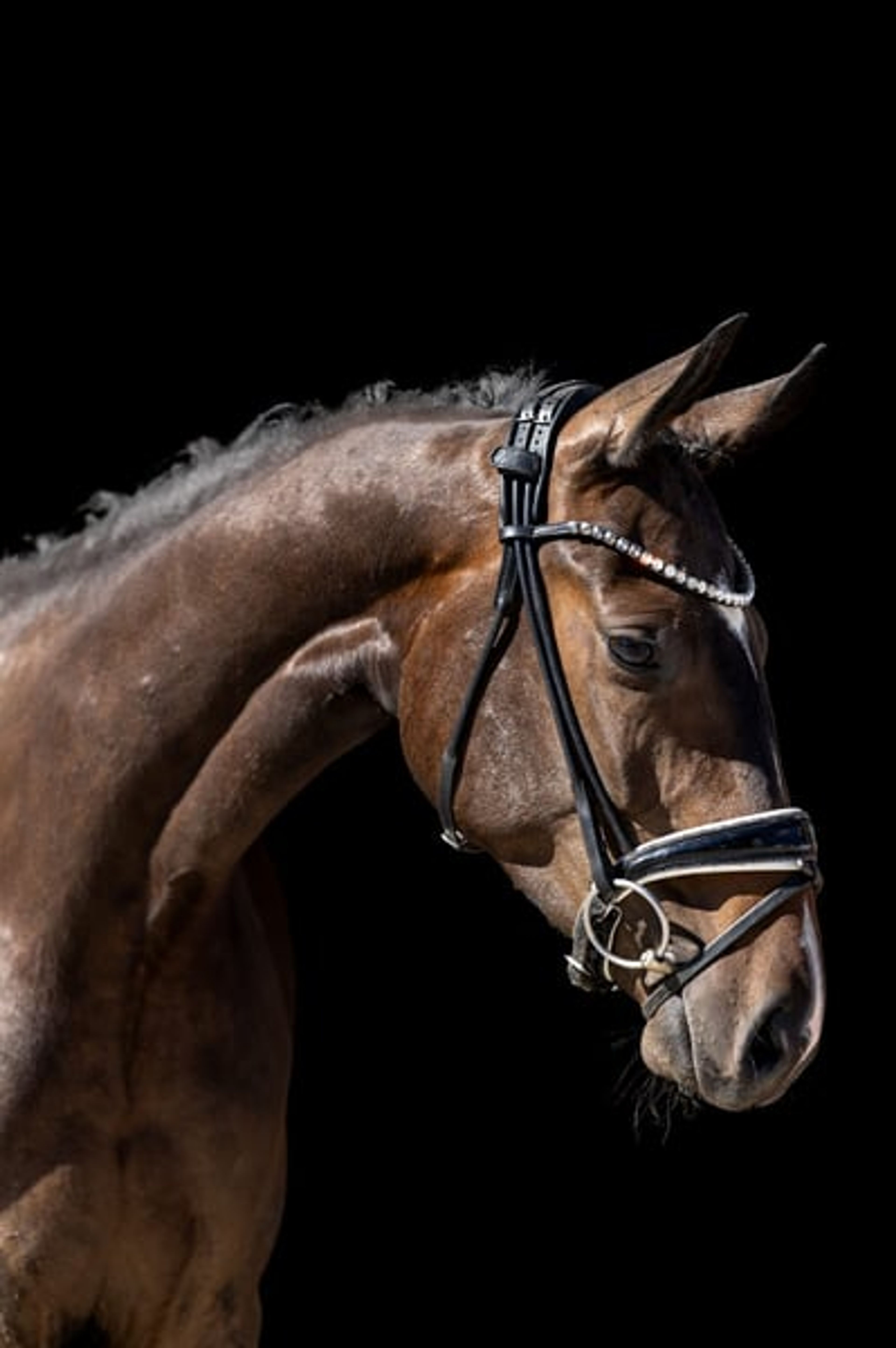 Top young horse with an honest temperament and three good gaits. - Image 3