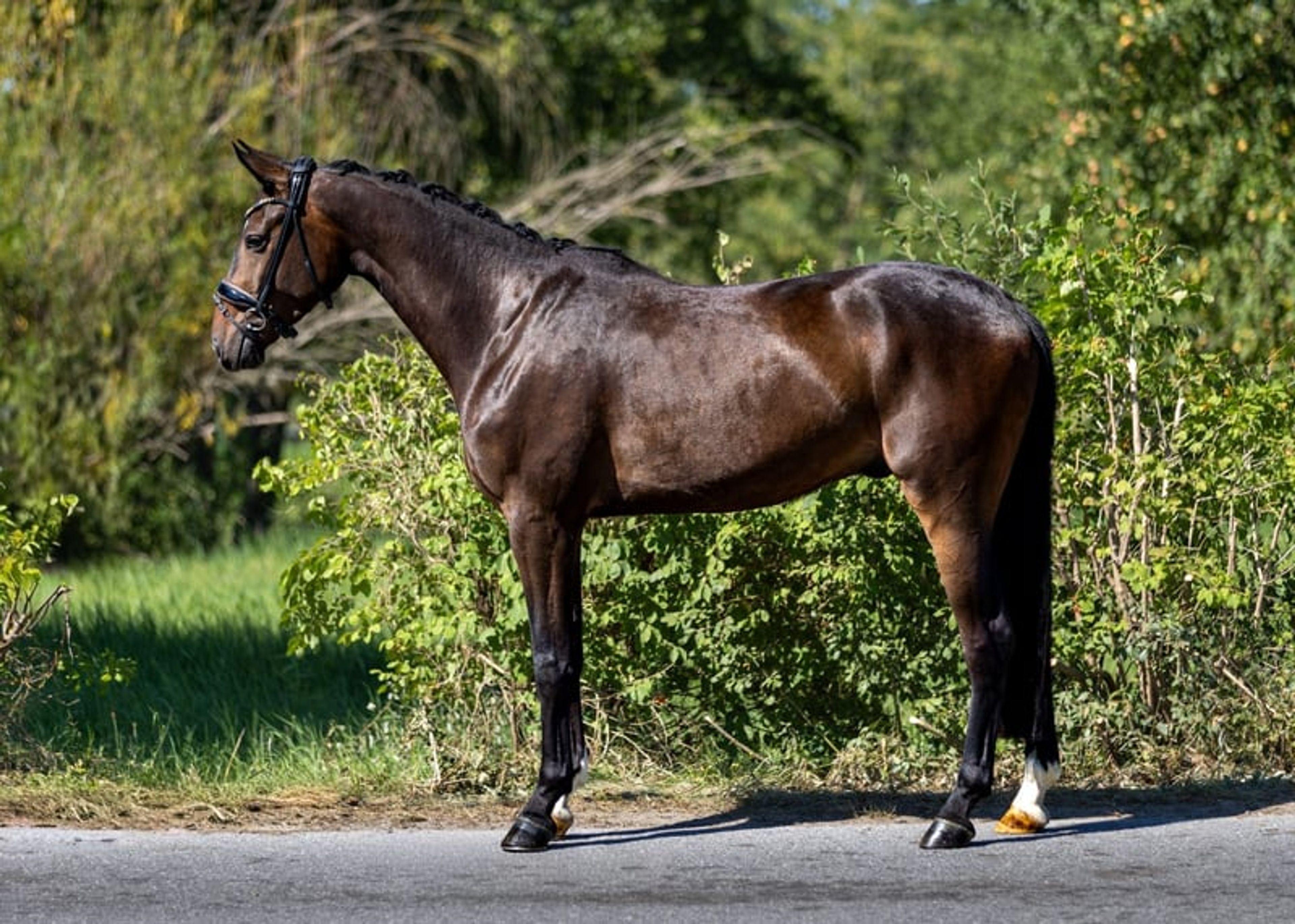 Top young horse with an honest temperament and three good gaits. - Image 4