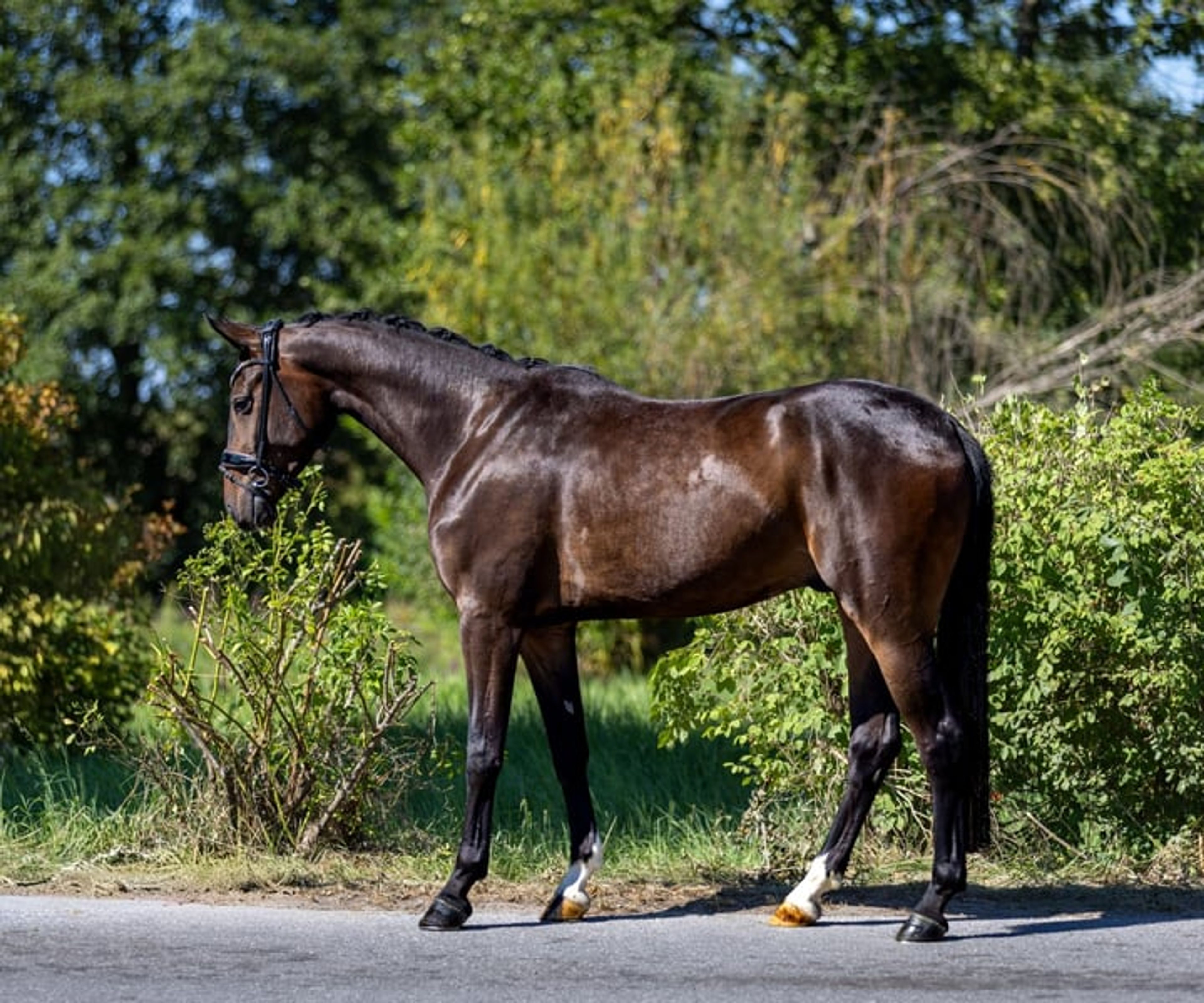 Top young horse with an honest temperament and three good gaits. - Image 5