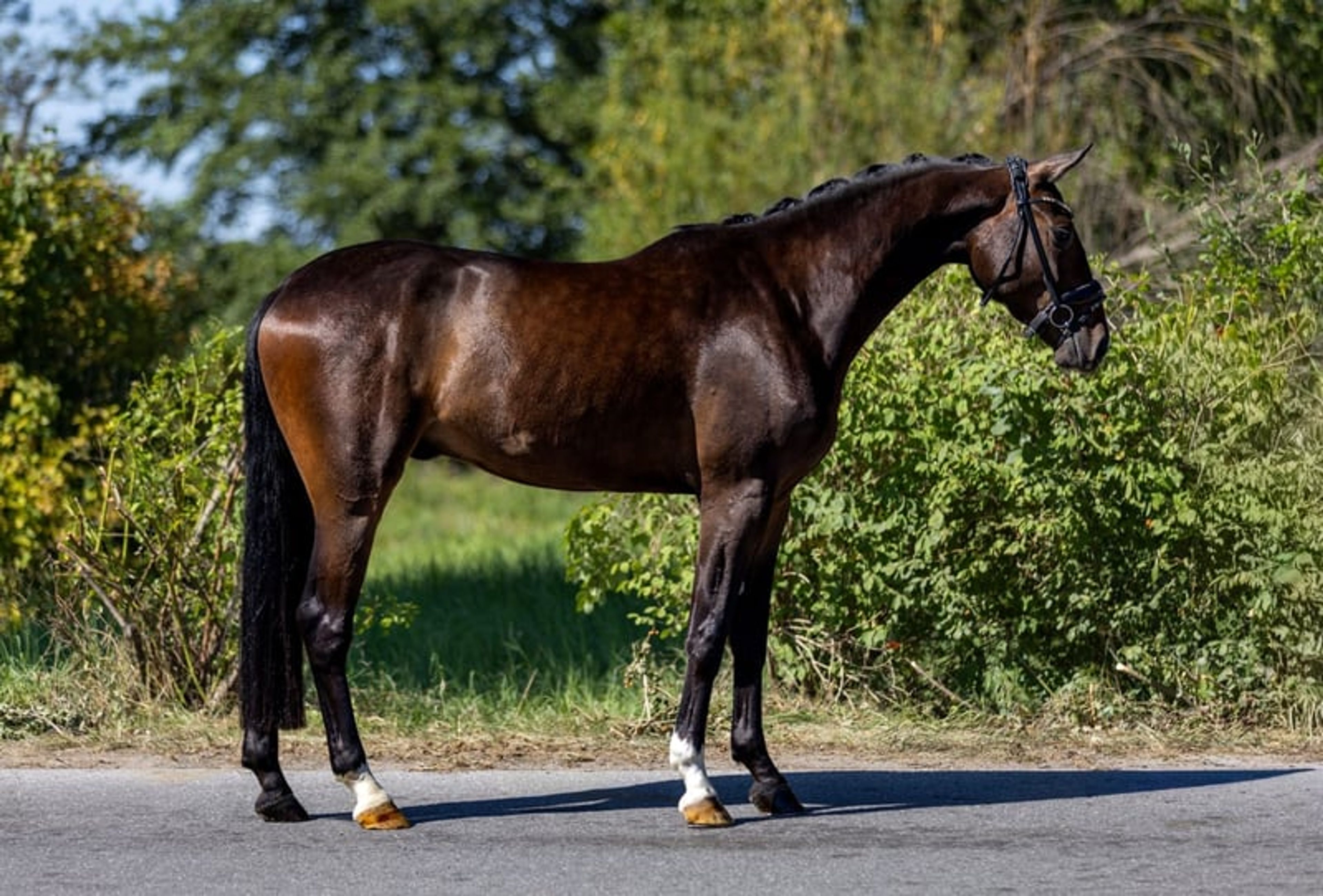 Top young horse with an honest temperament and three good gaits. - Image 6