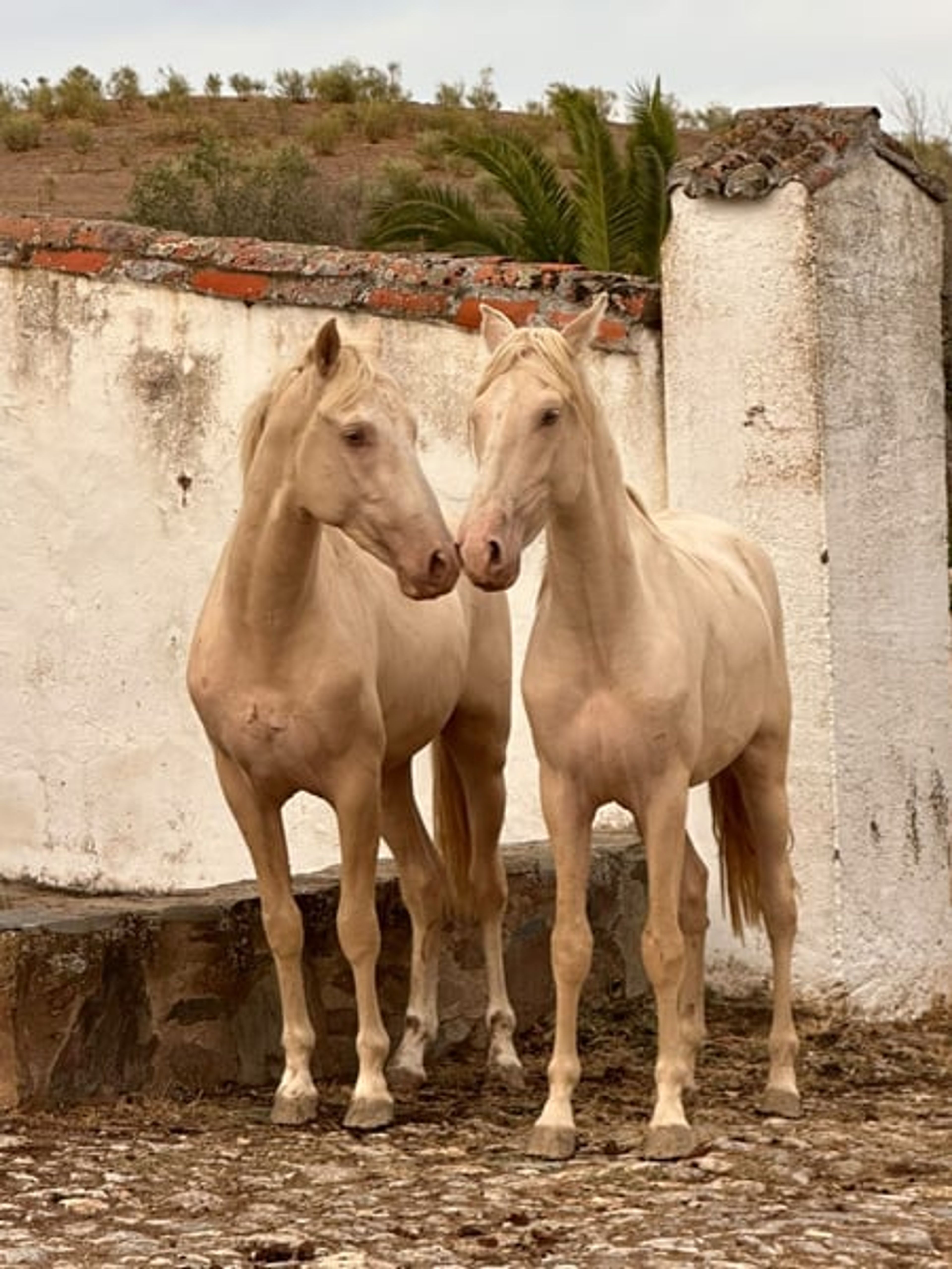 PRE Young Stallions in Palomina Perla – The Color Breeding Highlight