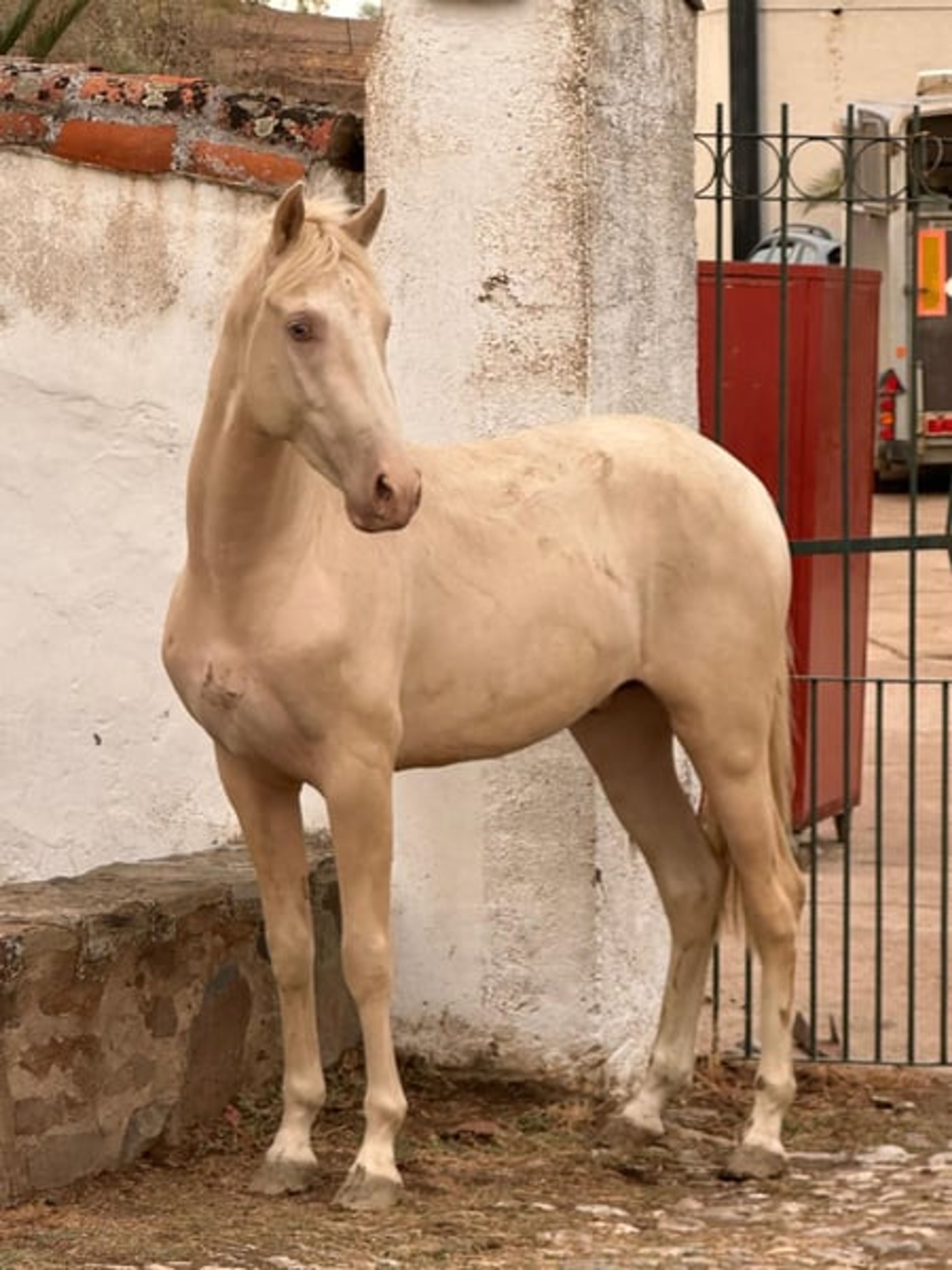 PRE Young Stallions in Palomina Perla – The Color Breeding Highlight - Image 2