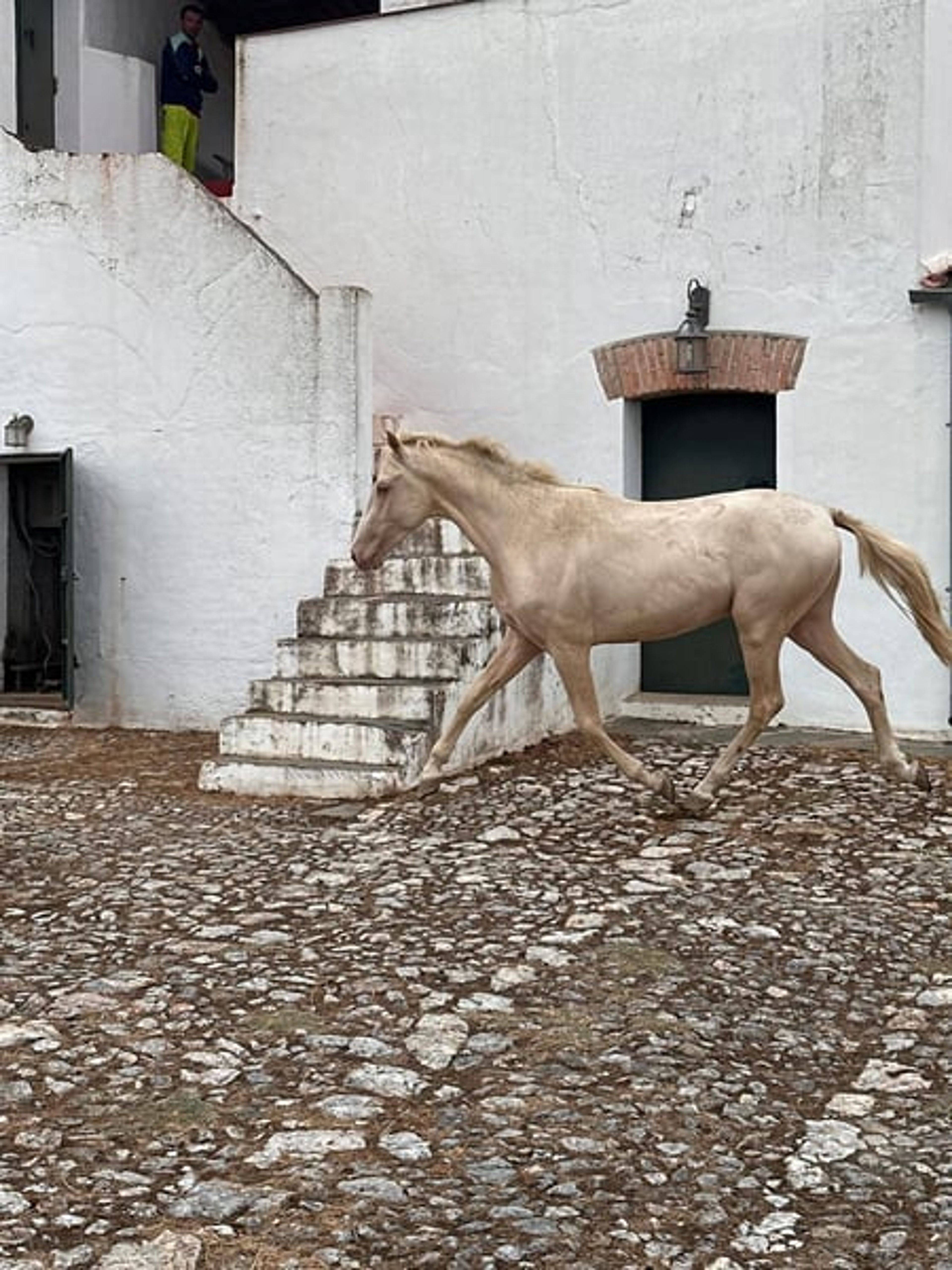 PRE Young Stallions in Palomina Perla – The Color Breeding Highlight - Image 3
