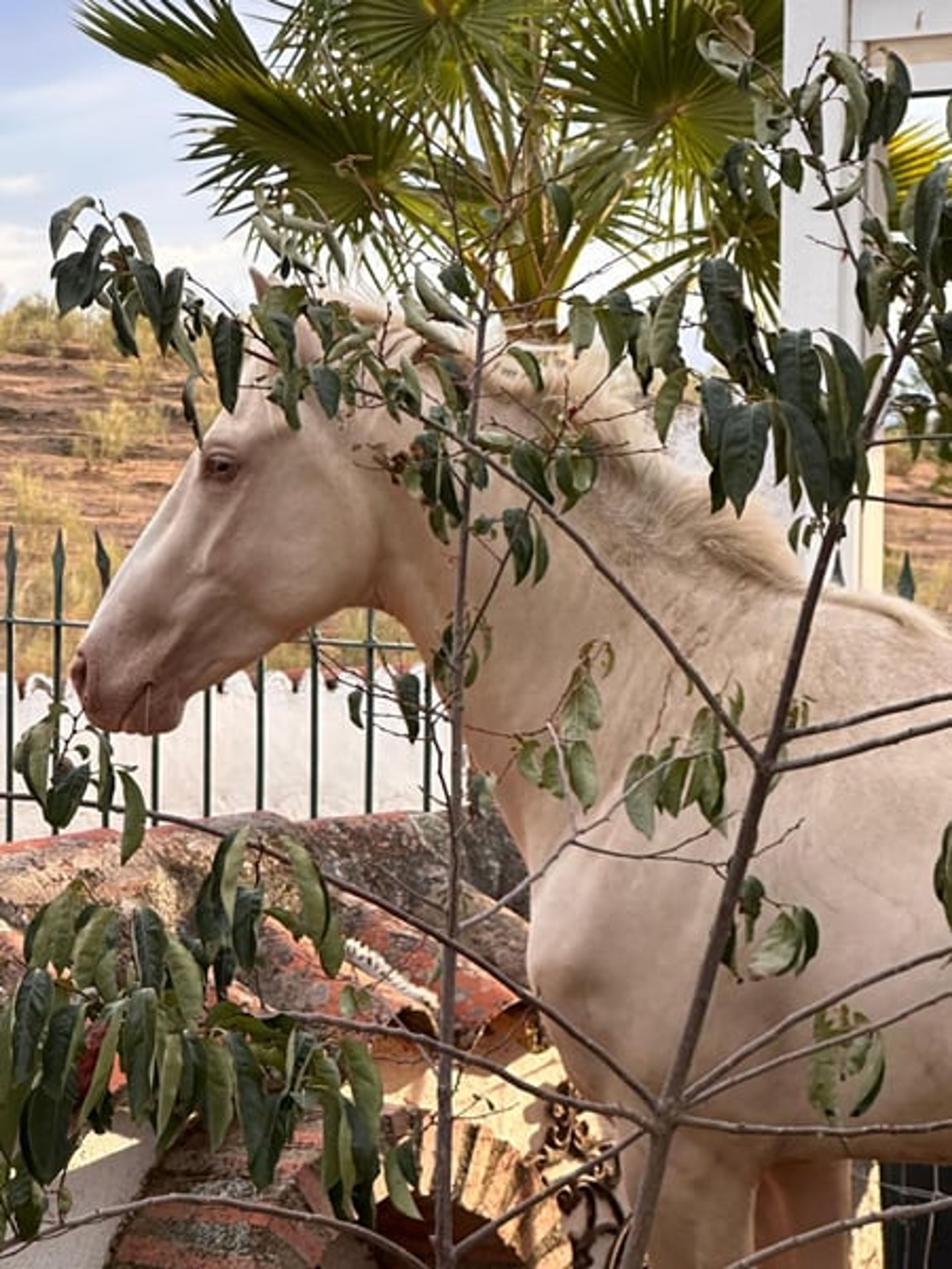 PRE Young Stallions in Palomina Perla – The Color Breeding Highlight - Image 4