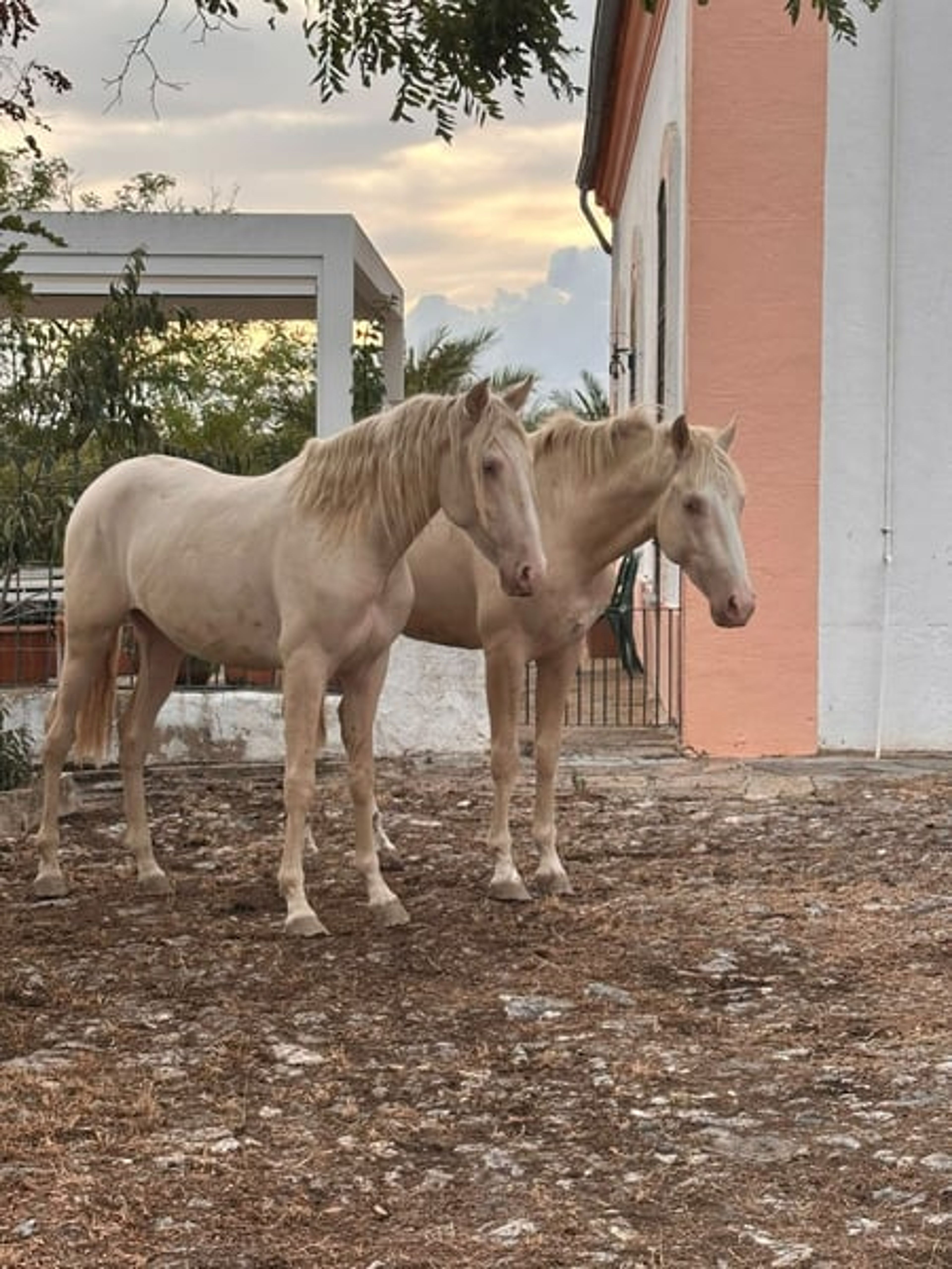 PRE Young Stallions in Palomina Perla – The Color Breeding Highlight - Image 5