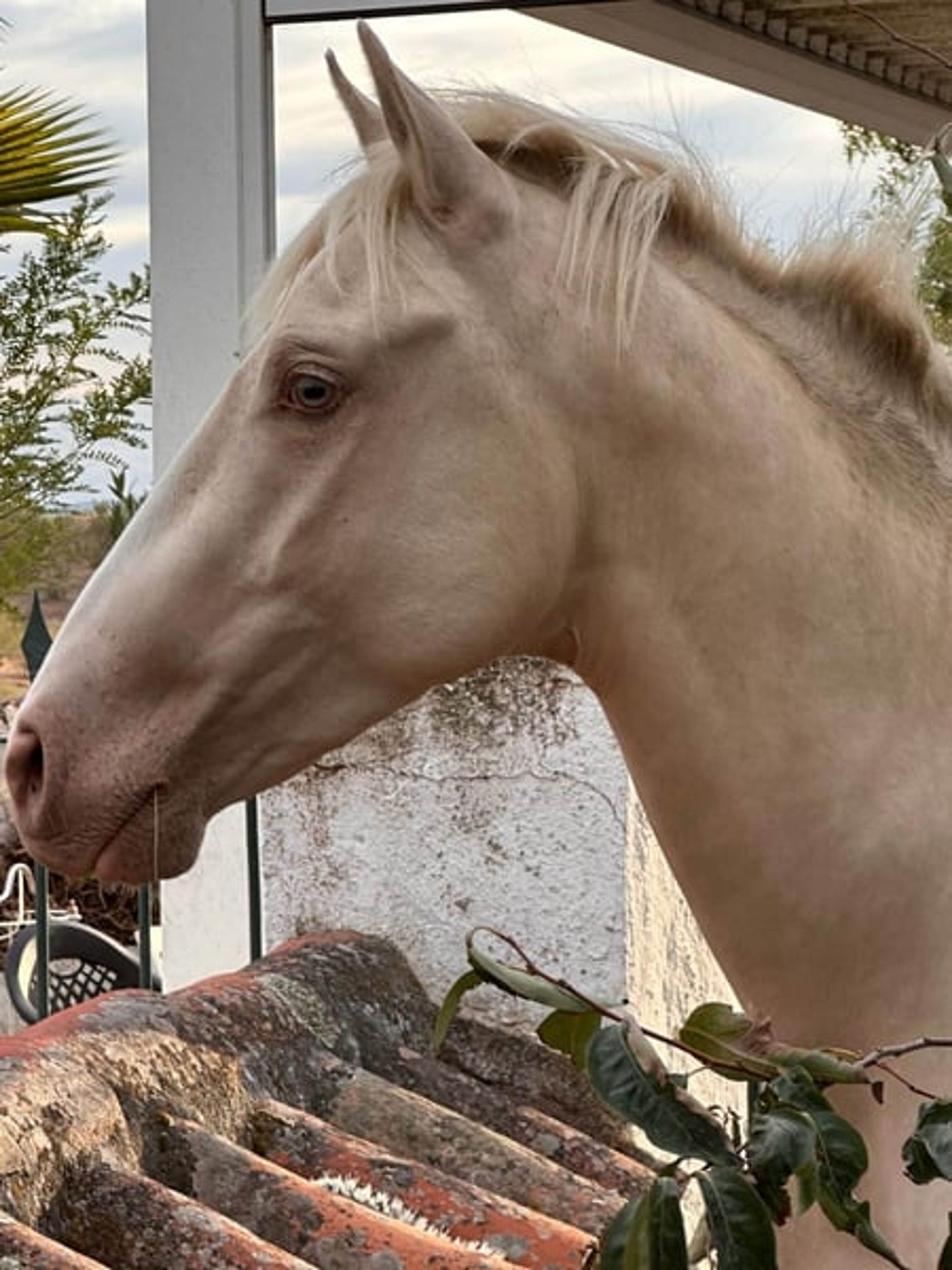 PRE Young Stallions in Palomina Perla – The Color Breeding Highlight - Image 6