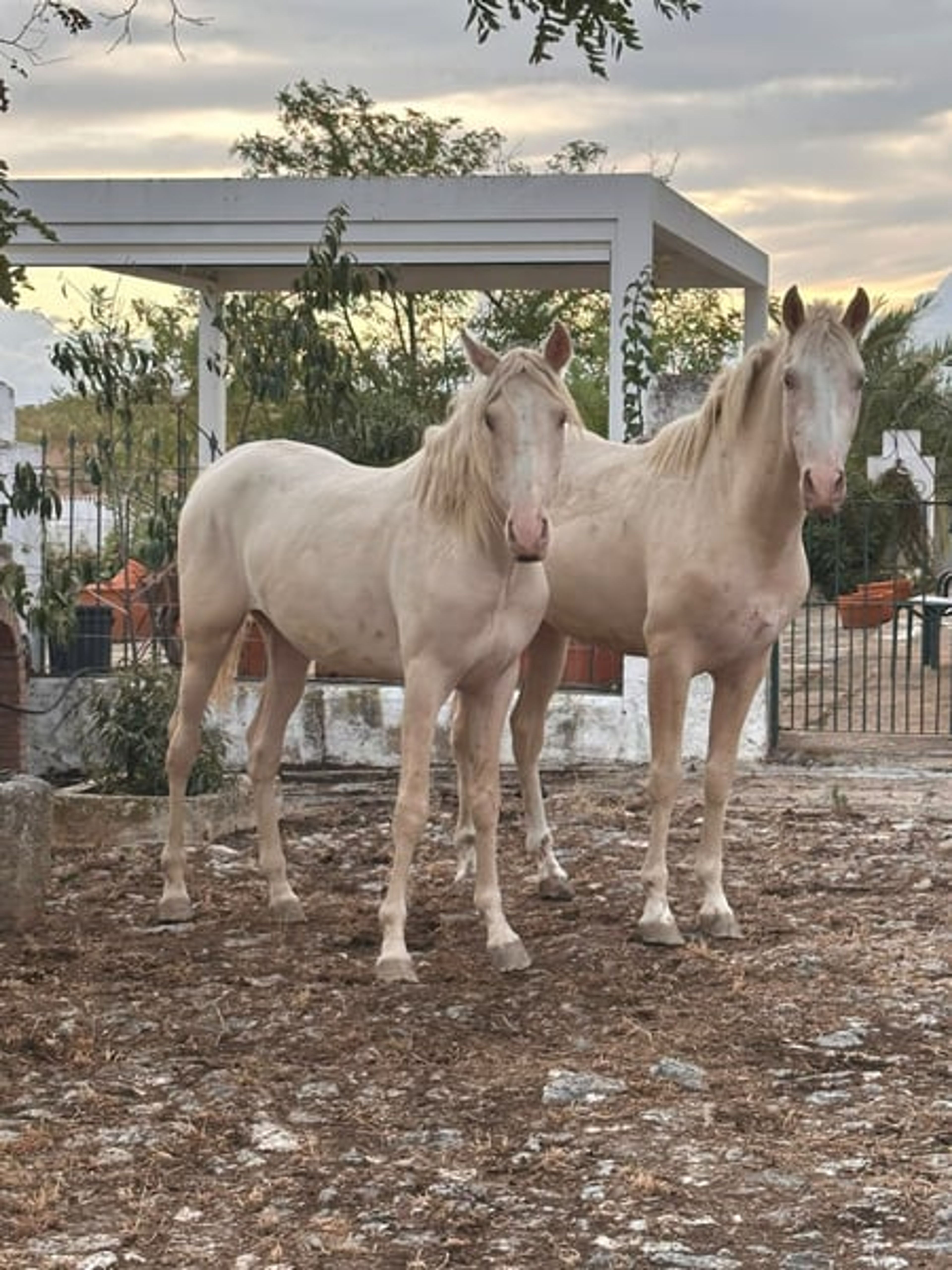 PRE Young Stallions in Palomina Perla – The Color Breeding Highlight - Image 7