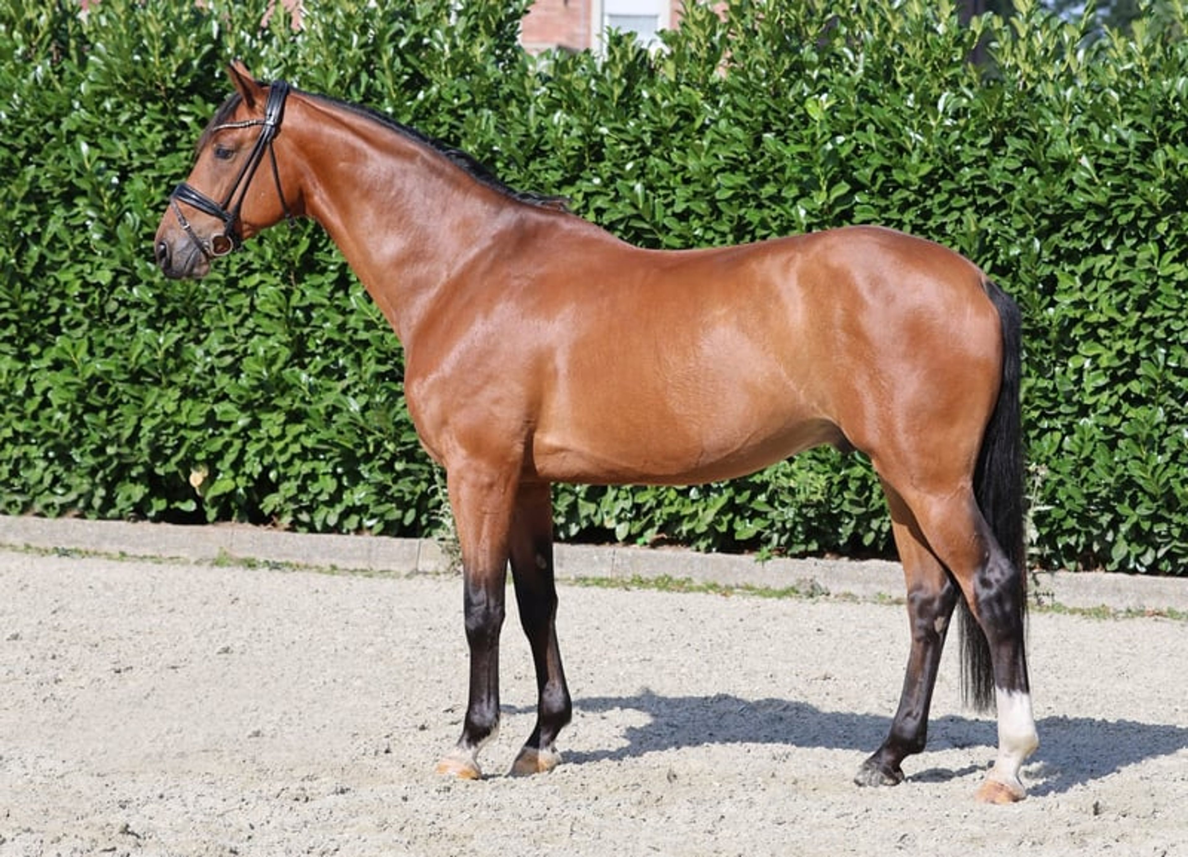 Elegant gelding with three excellent basic gaits.