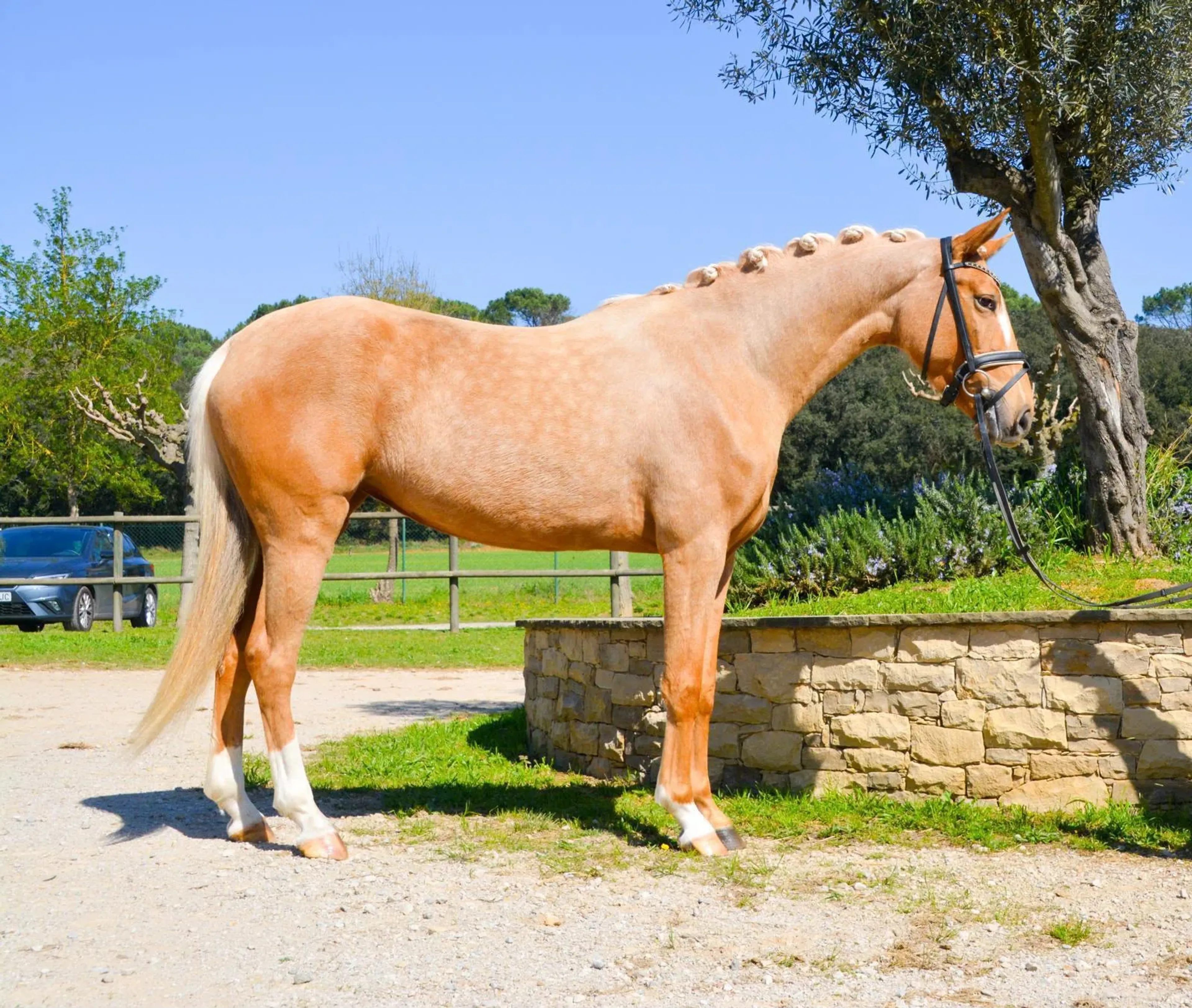 CDE mare - Image 2