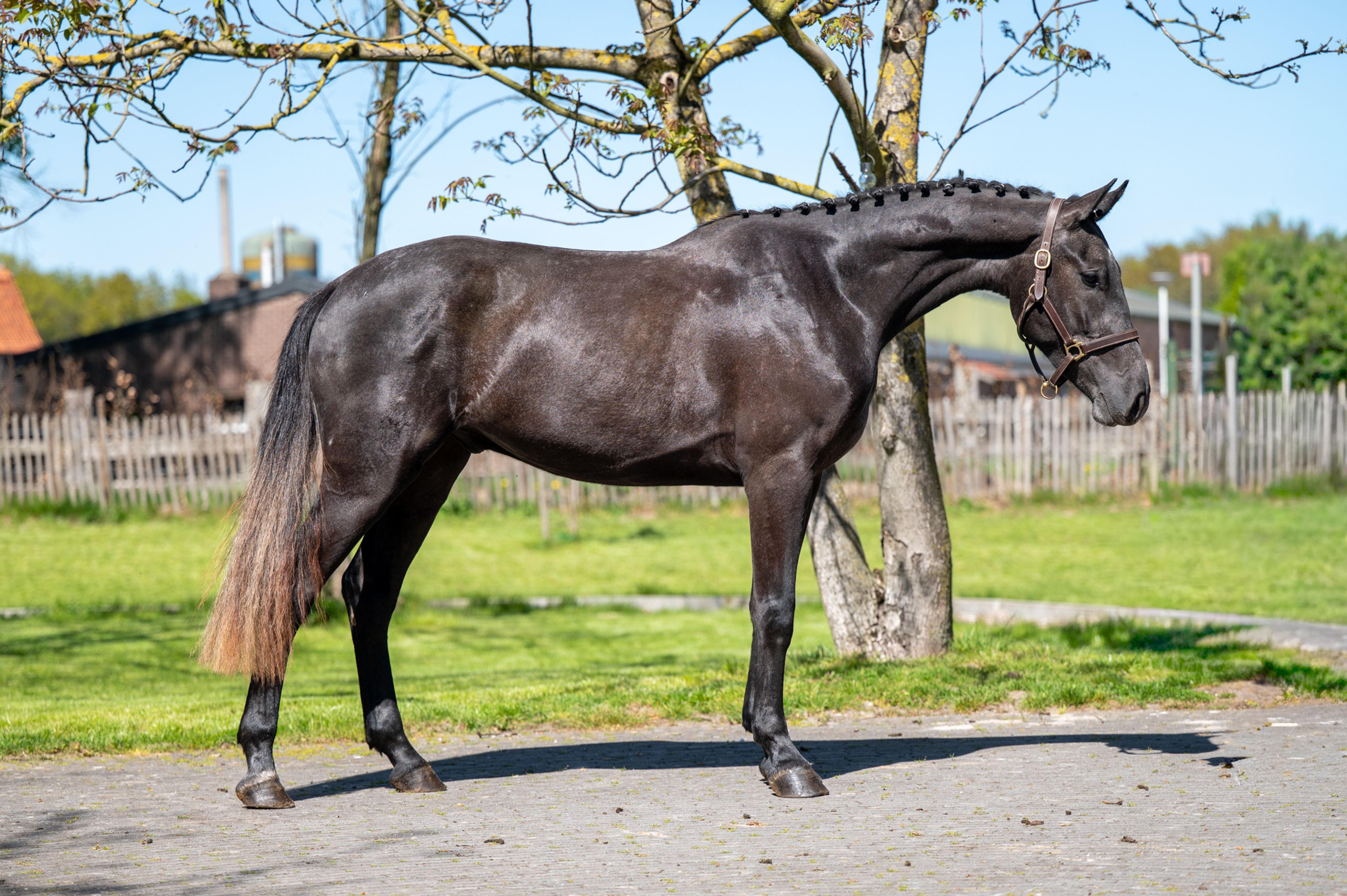 Cool Spirit Z (CONTAGIO x CARLVARO Z) - Image 1