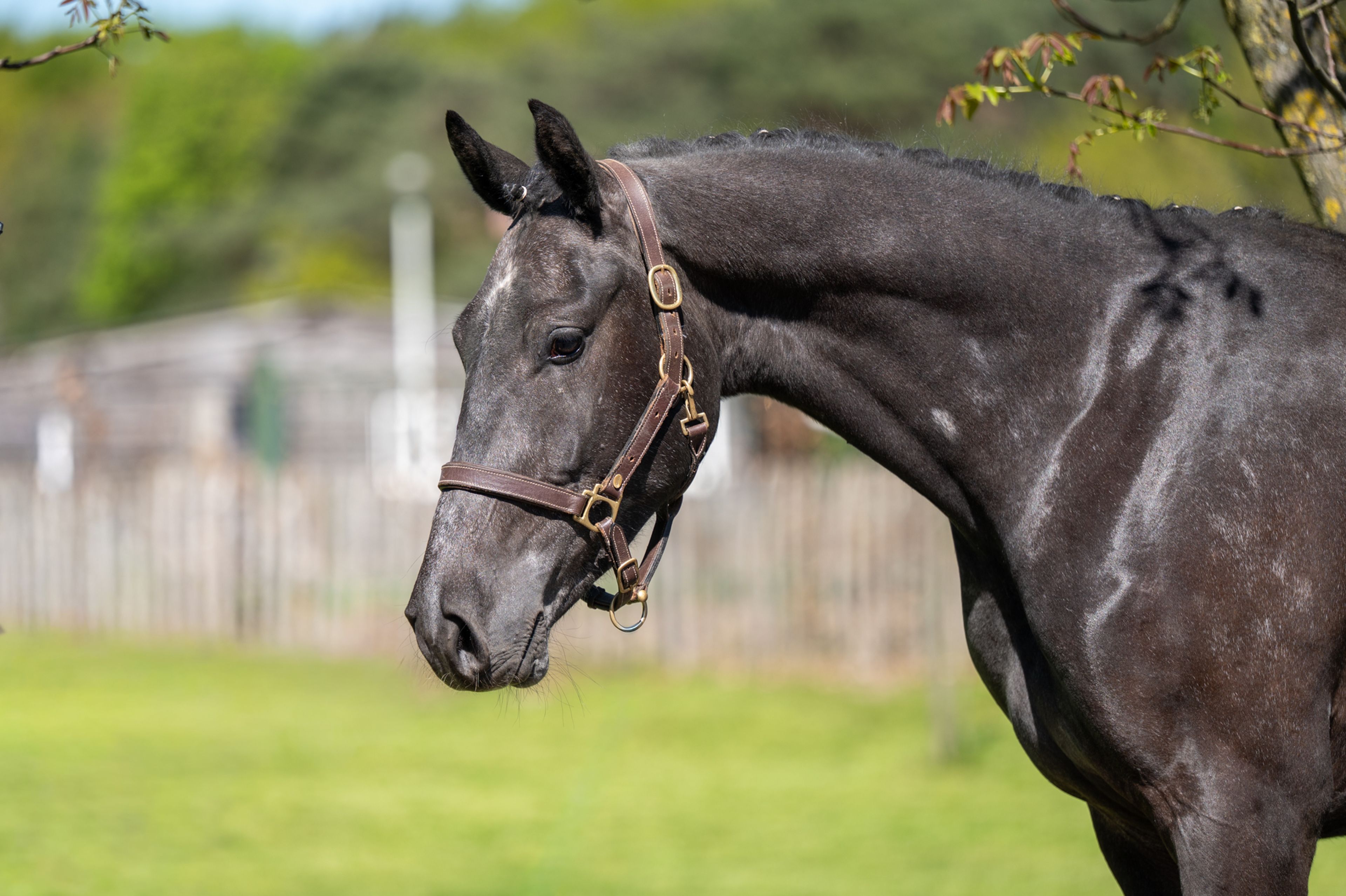 Cool Spirit Z (CONTAGIO x CARLVARO Z) - Image 2