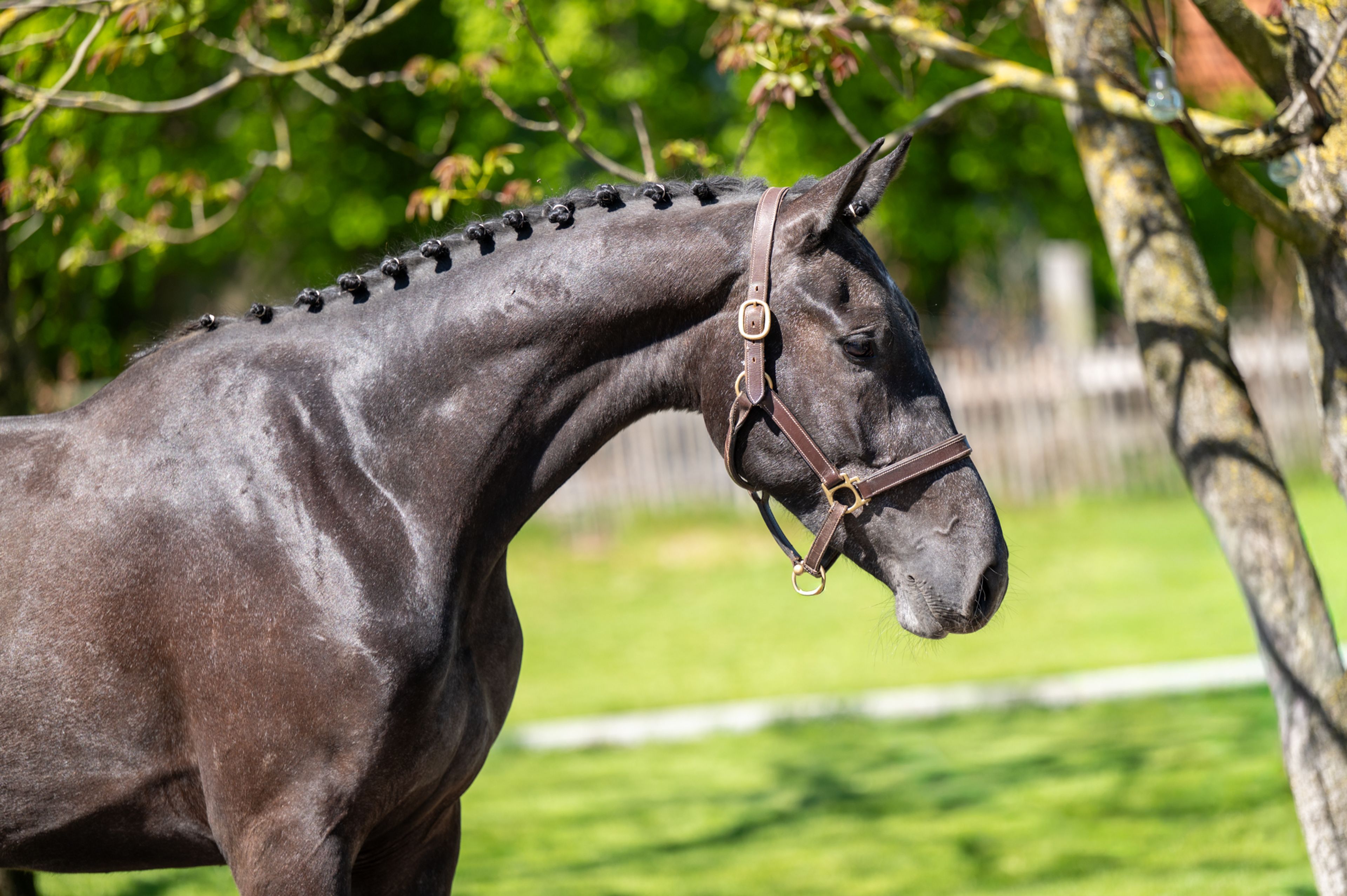 Cool Spirit Z (CONTAGIO x CARLVARO Z) - Image 3