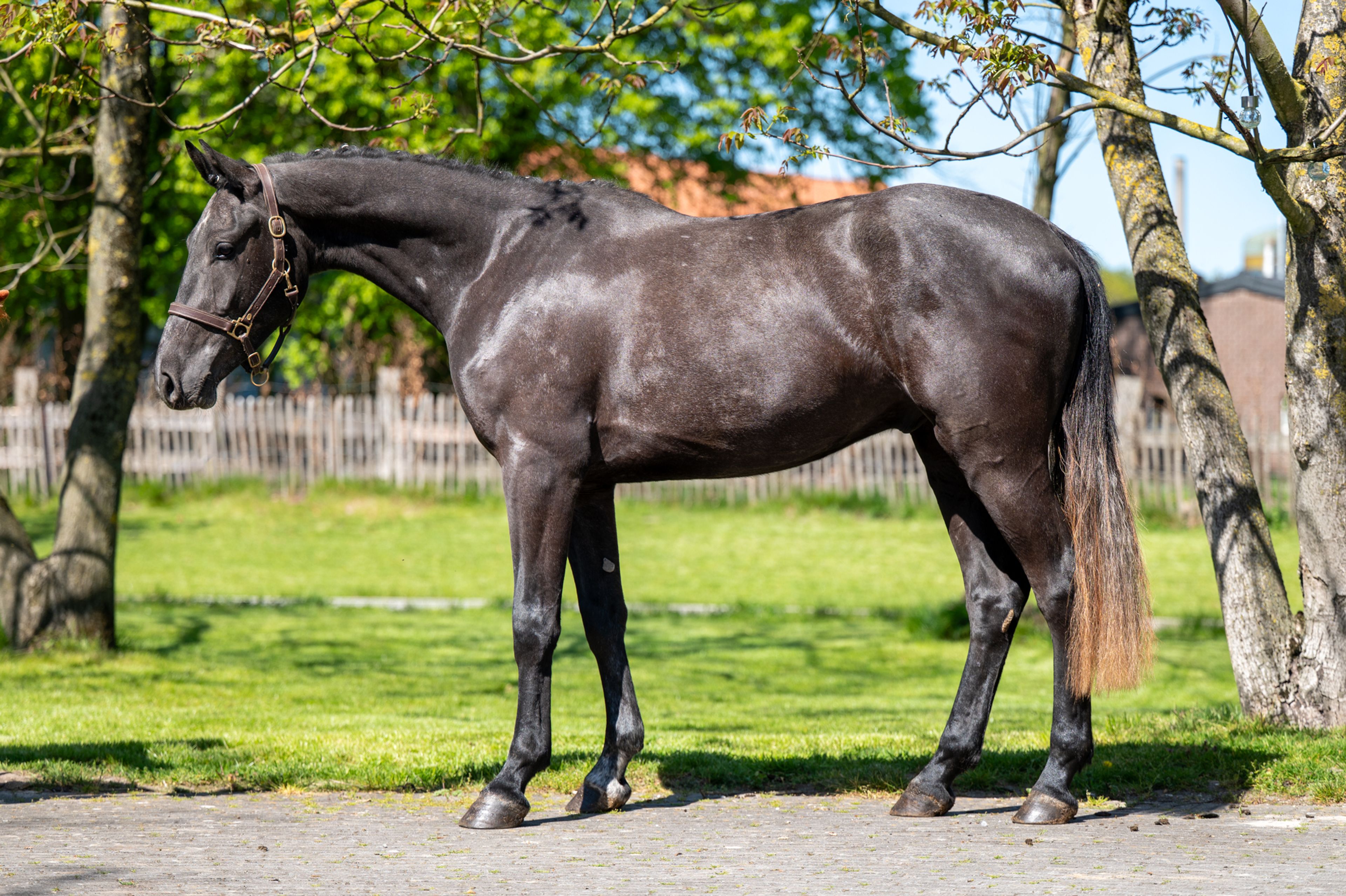 Cool Spirit Z (CONTAGIO x CARLVARO Z) - Image 4