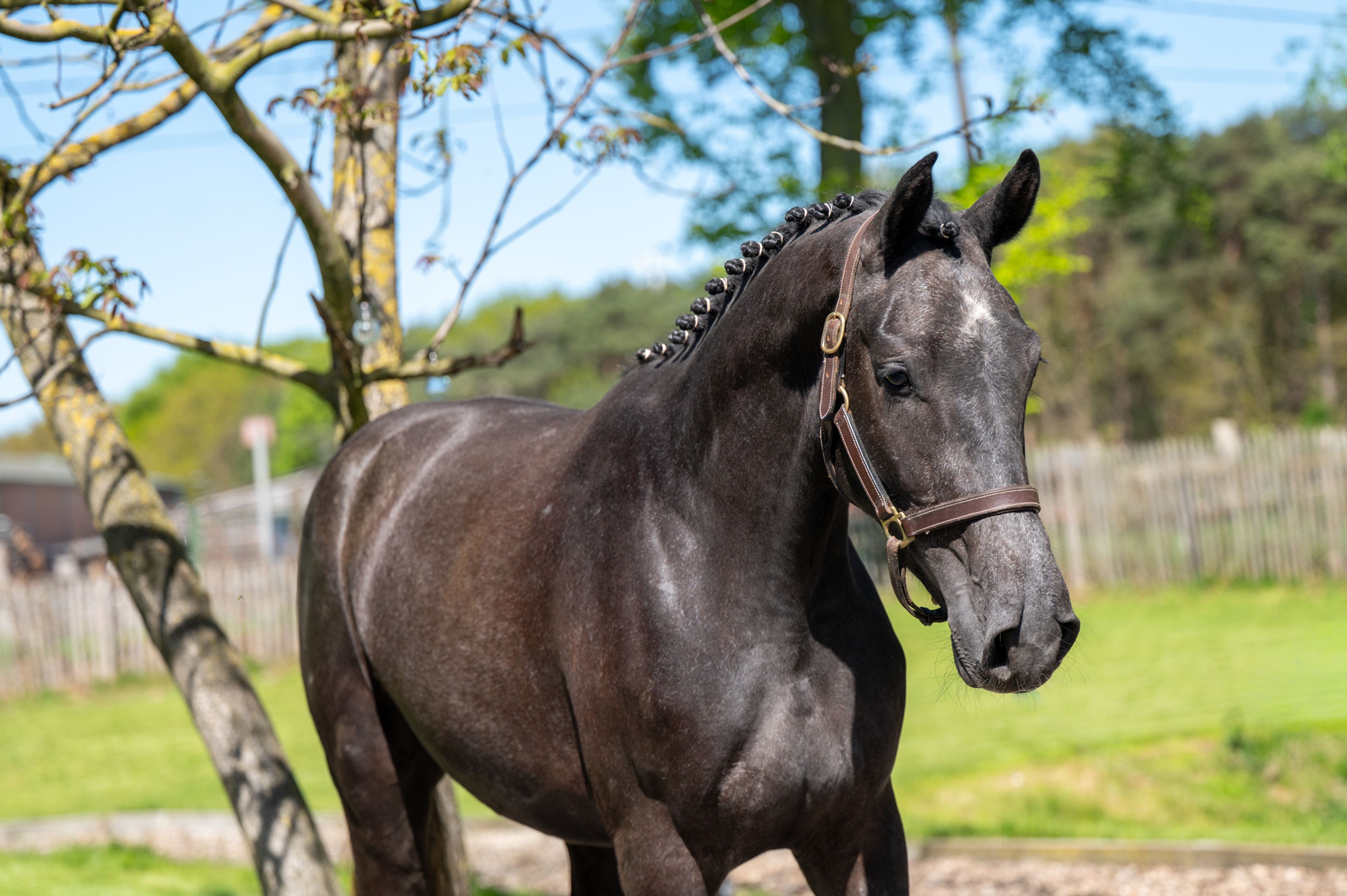 Cool Spirit Z (CONTAGIO x CARLVARO Z) - Image 5