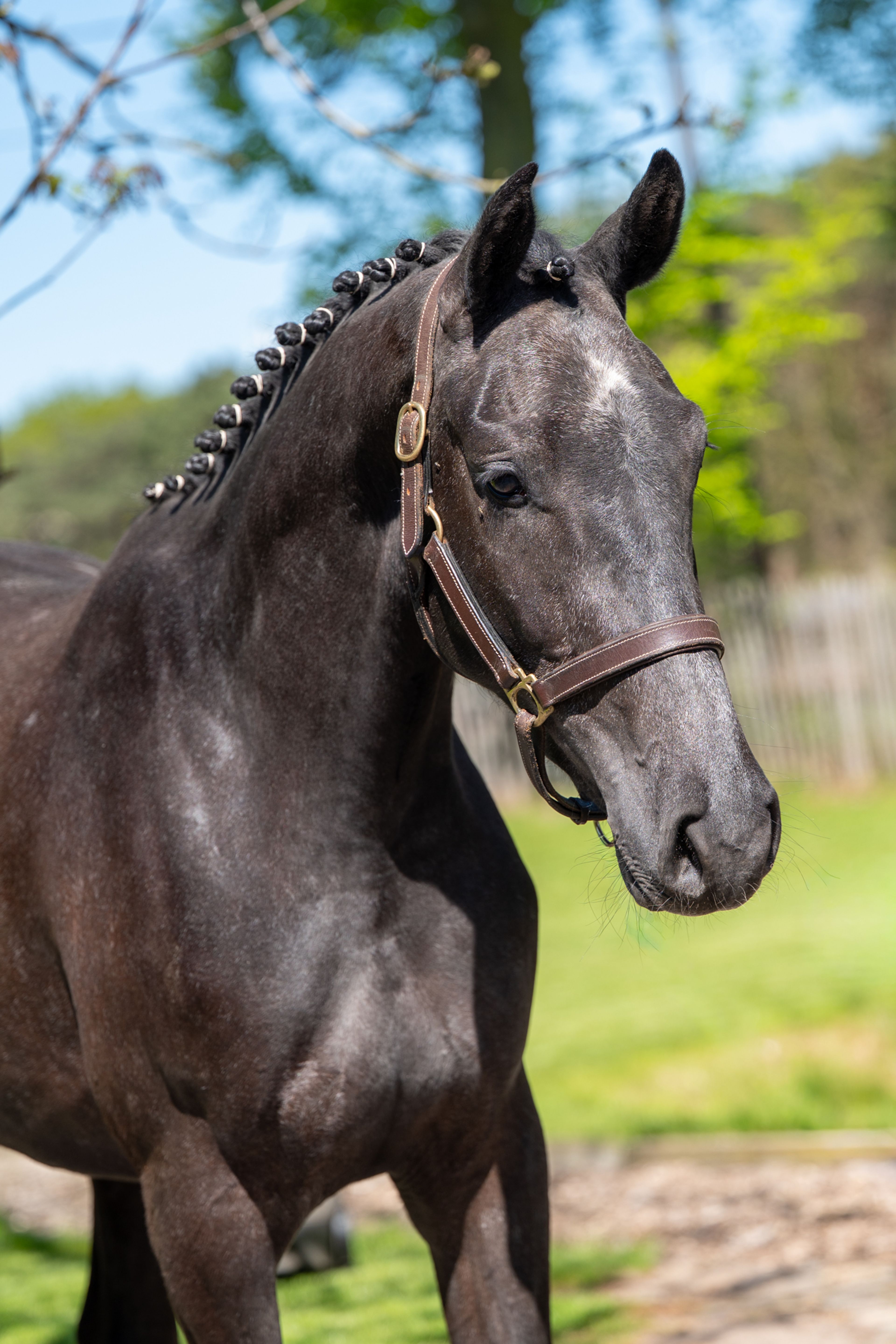 Cool Spirit Z (CONTAGIO x CARLVARO Z) - Image 6