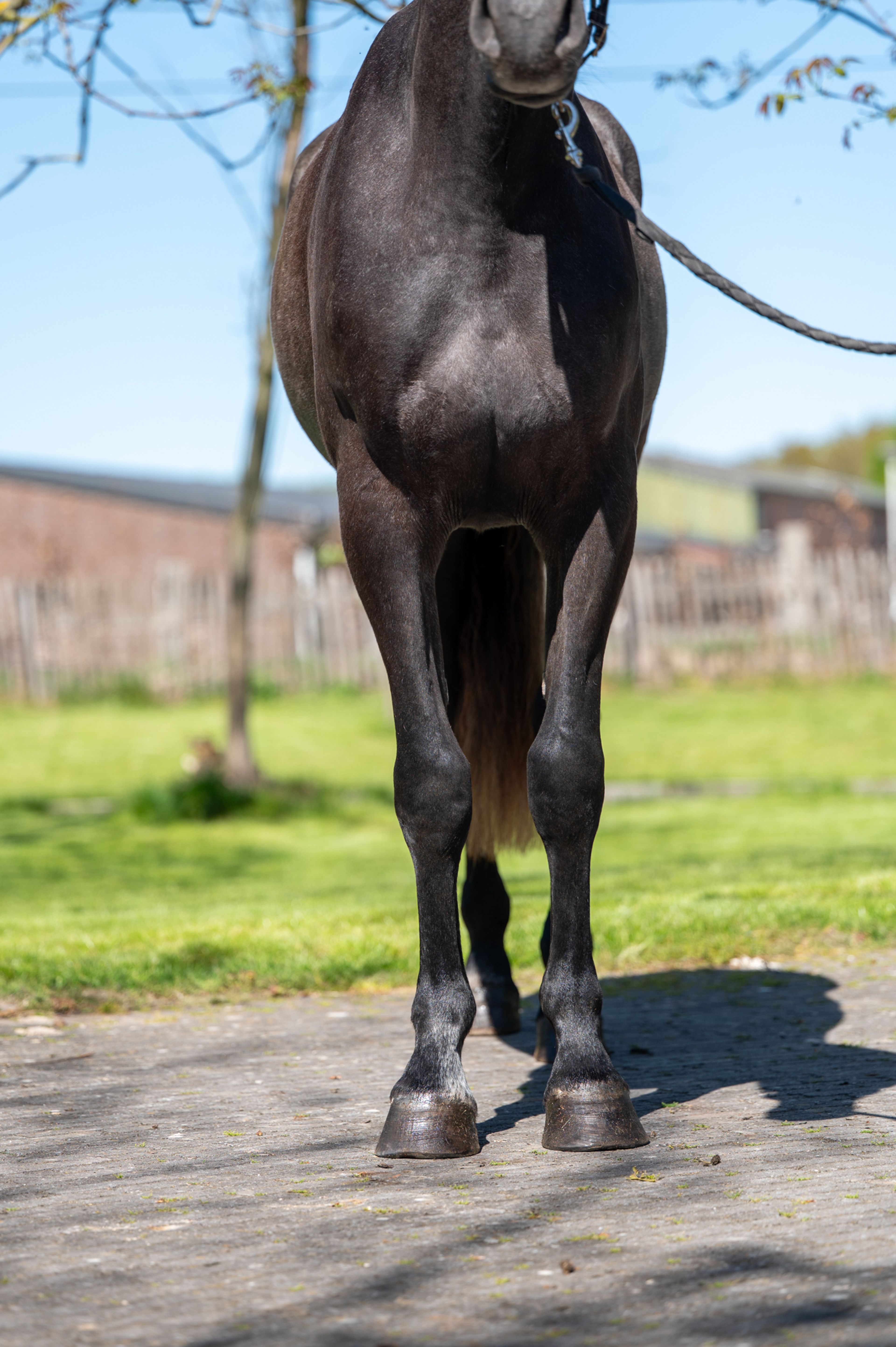 Cool Spirit Z (CONTAGIO x CARLVARO Z) - Image 7