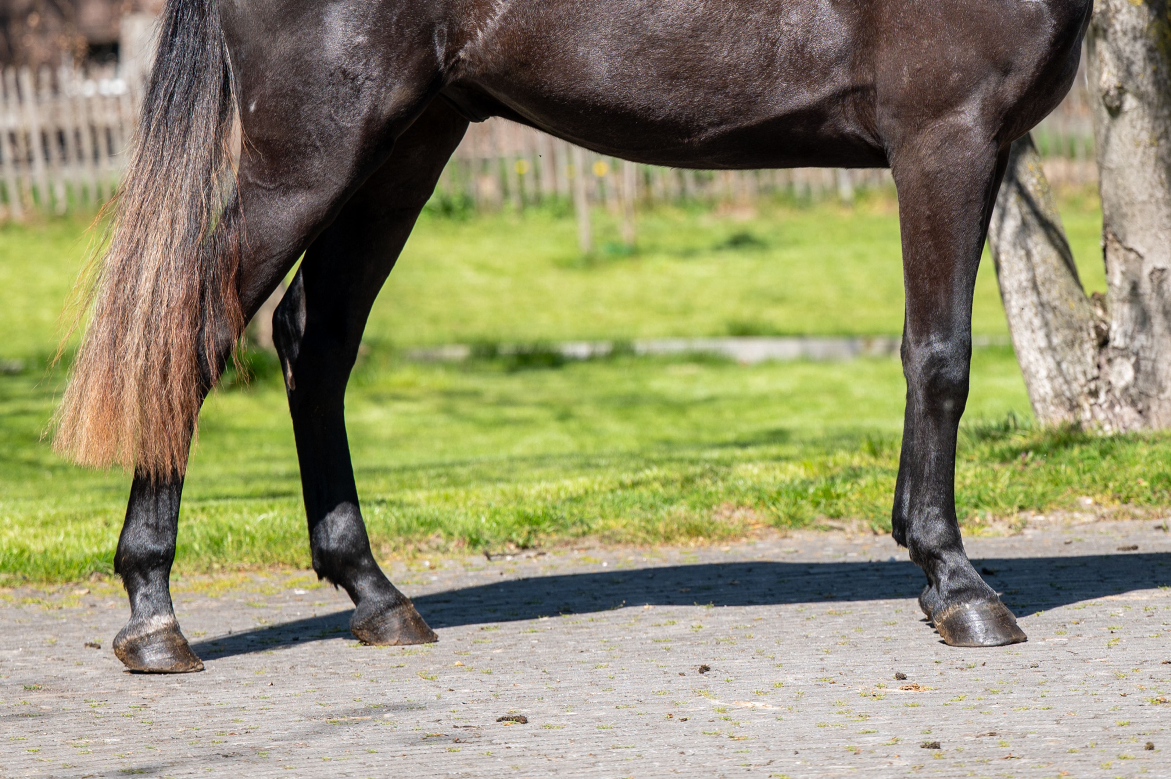 Cool Spirit Z (CONTAGIO x CARLVARO Z) - Image 8