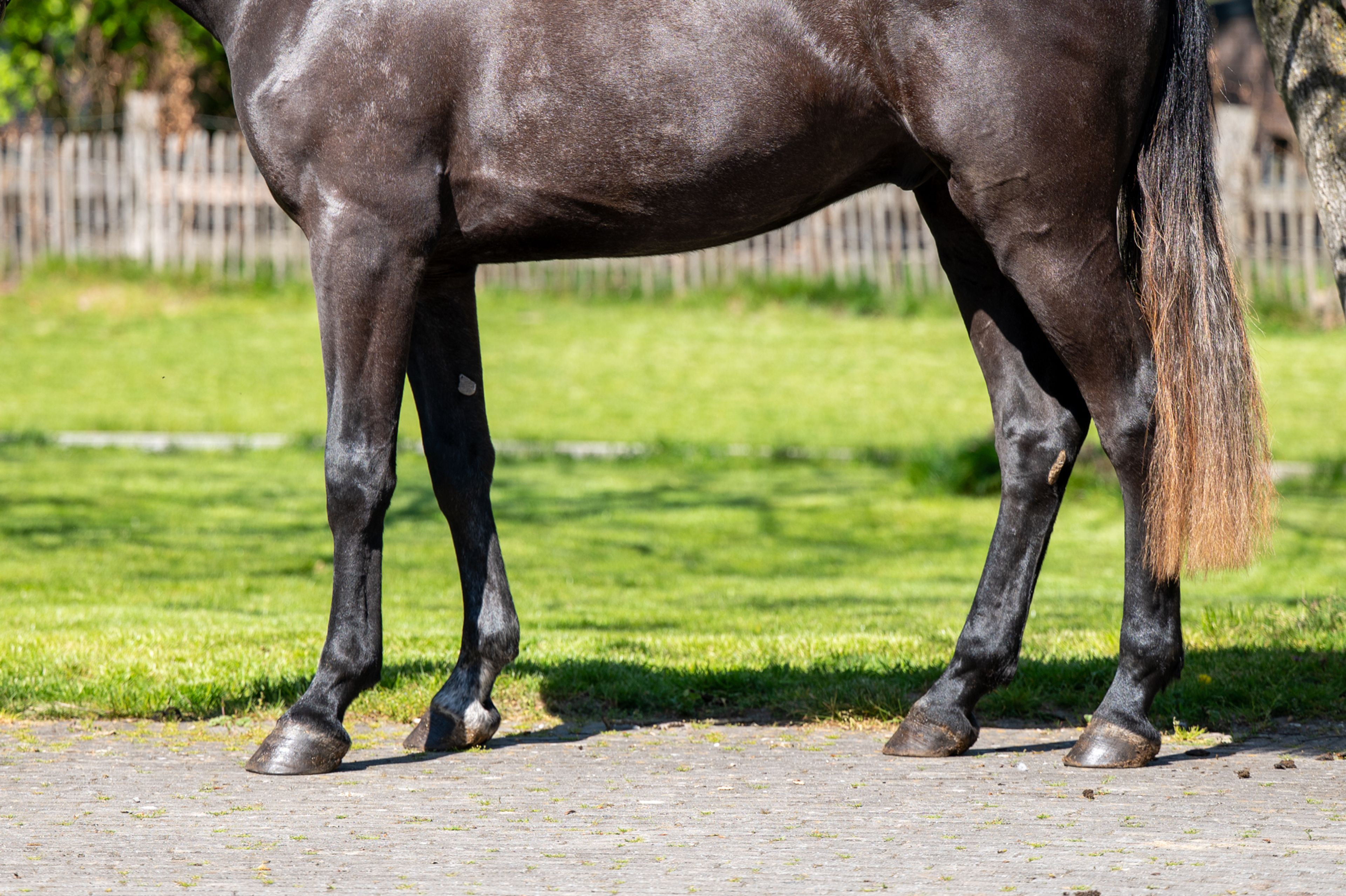 Cool Spirit Z (CONTAGIO x CARLVARO Z) - Image 9