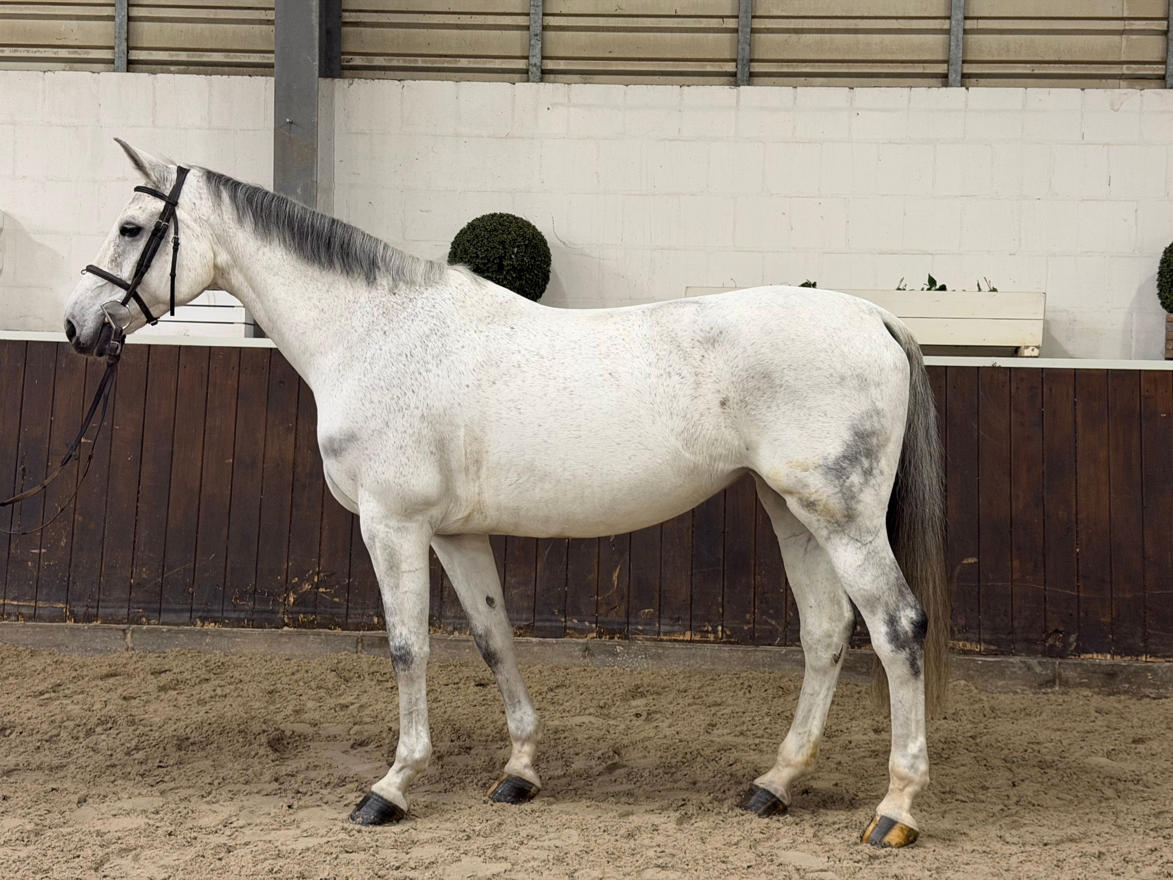 Panamera Z - Image 1