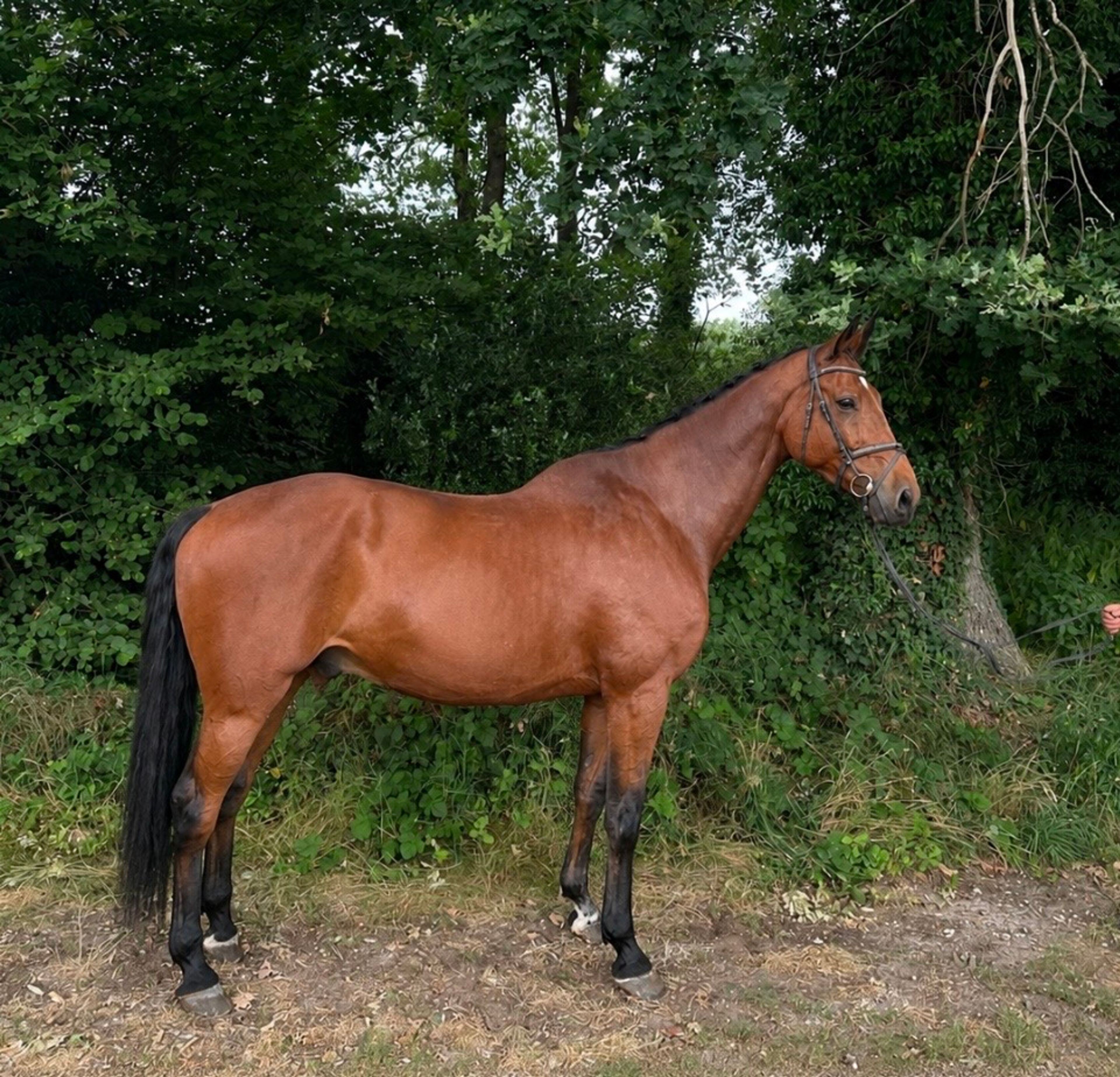Caesar Z ☆ (CHAMAN x ZAPATERO VDL) - Image 1