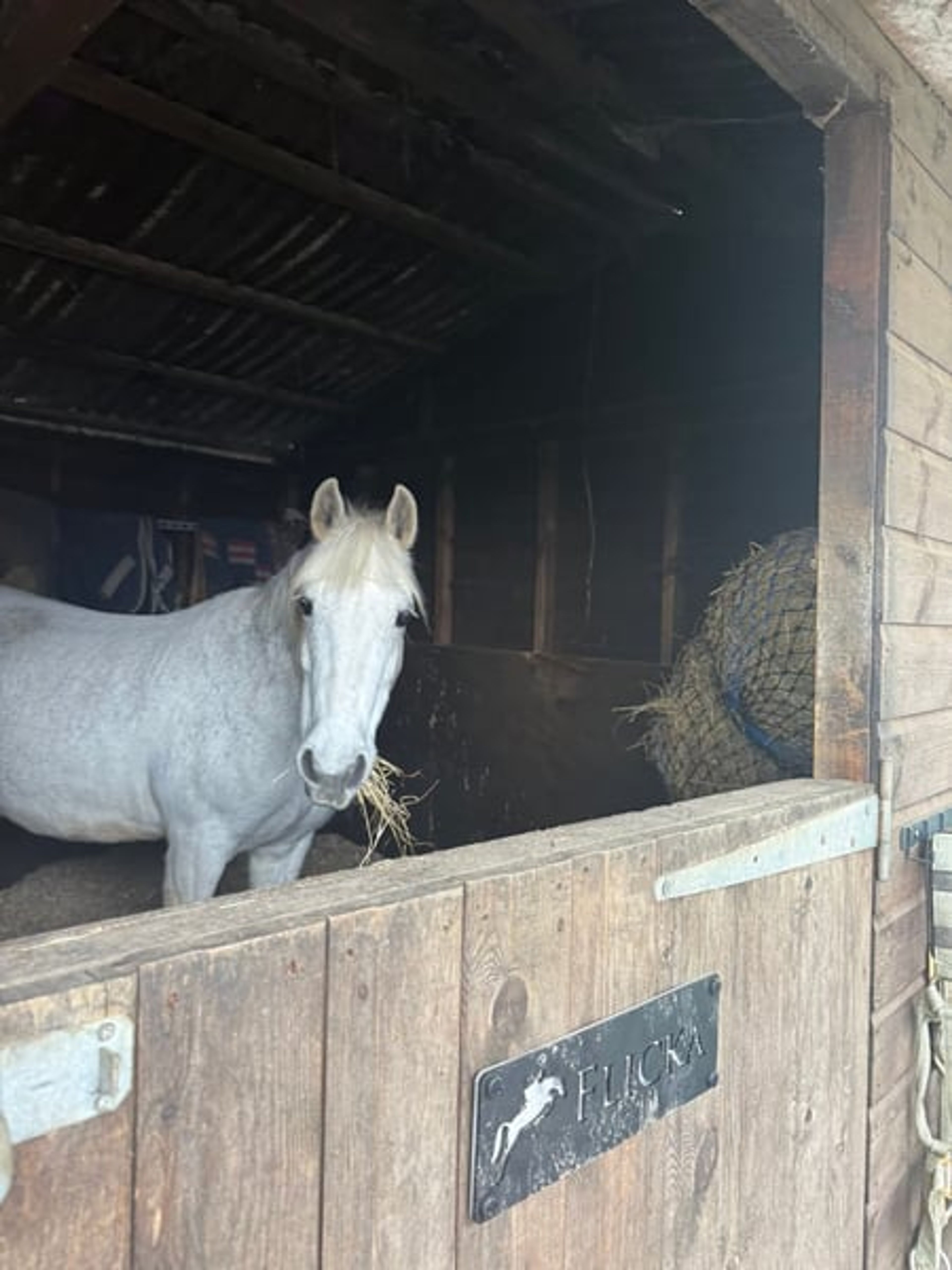 Safe 148cm Connemara Pony-8yo Confidence Giver & Family Allround - Image 2