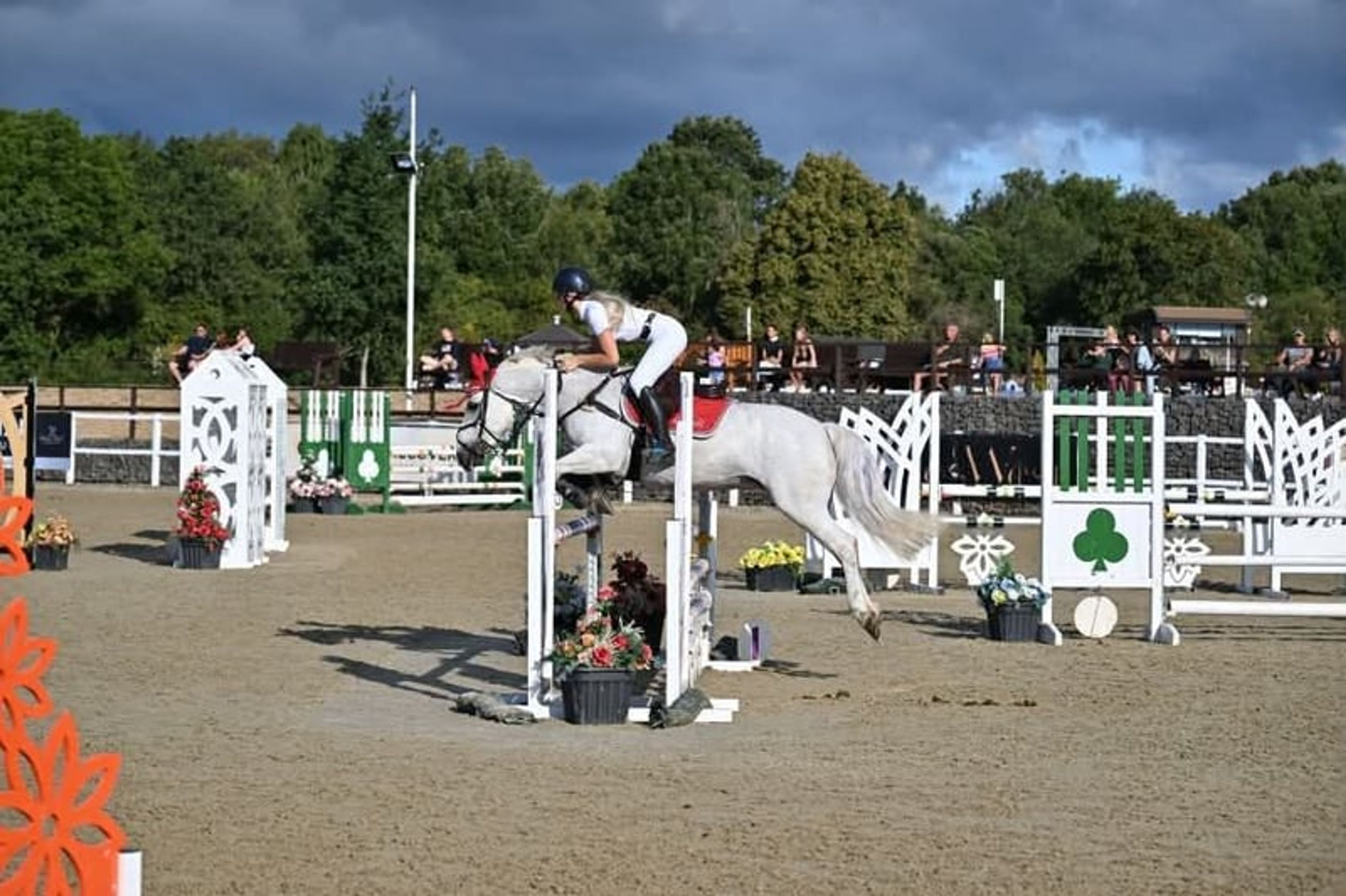 Safe 148cm Connemara Pony-8yo Confidence Giver & Family Allround - Image 3