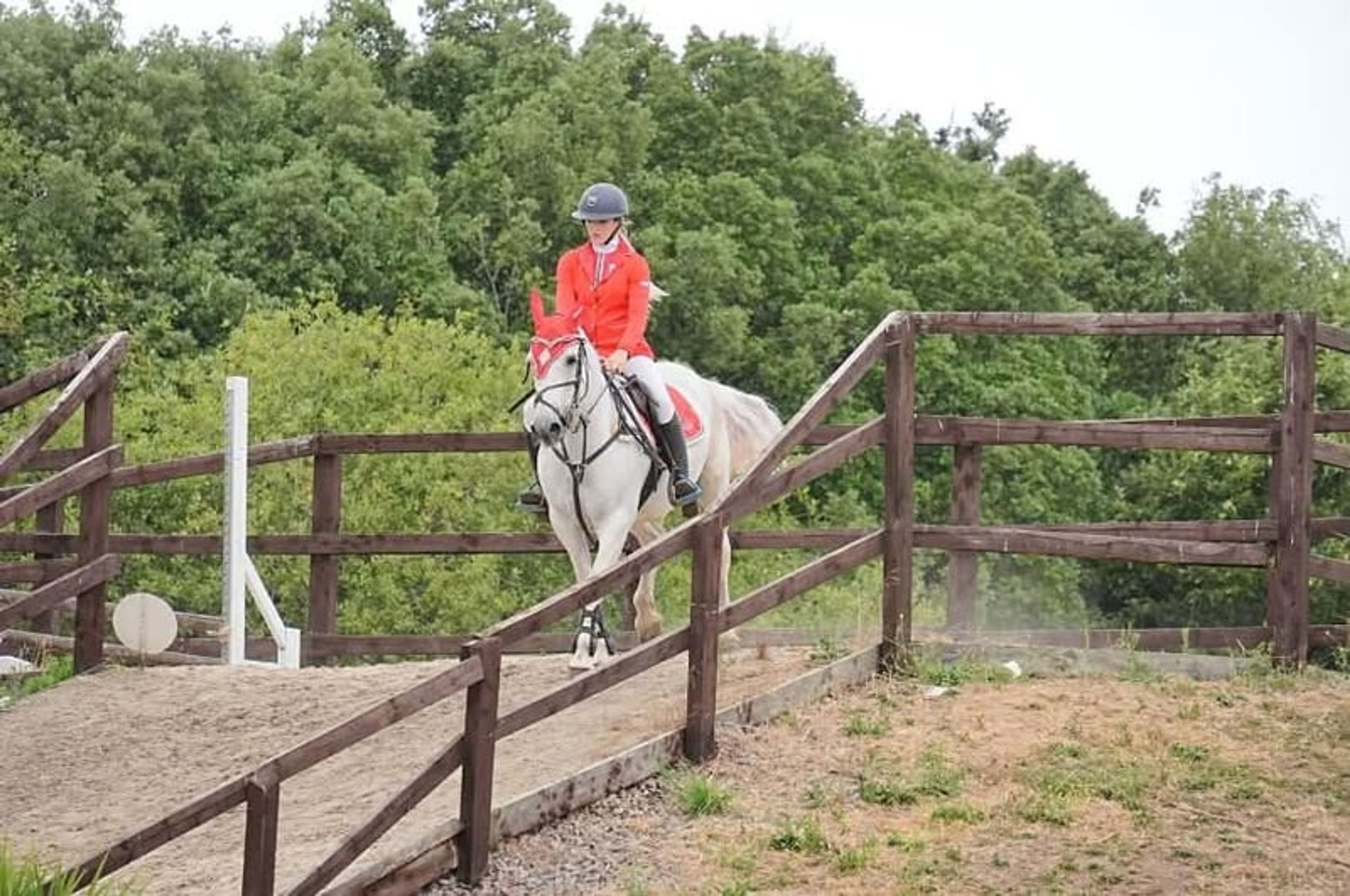 Safe 148cm Connemara Pony-8yo Confidence Giver & Family Allround - Image 4