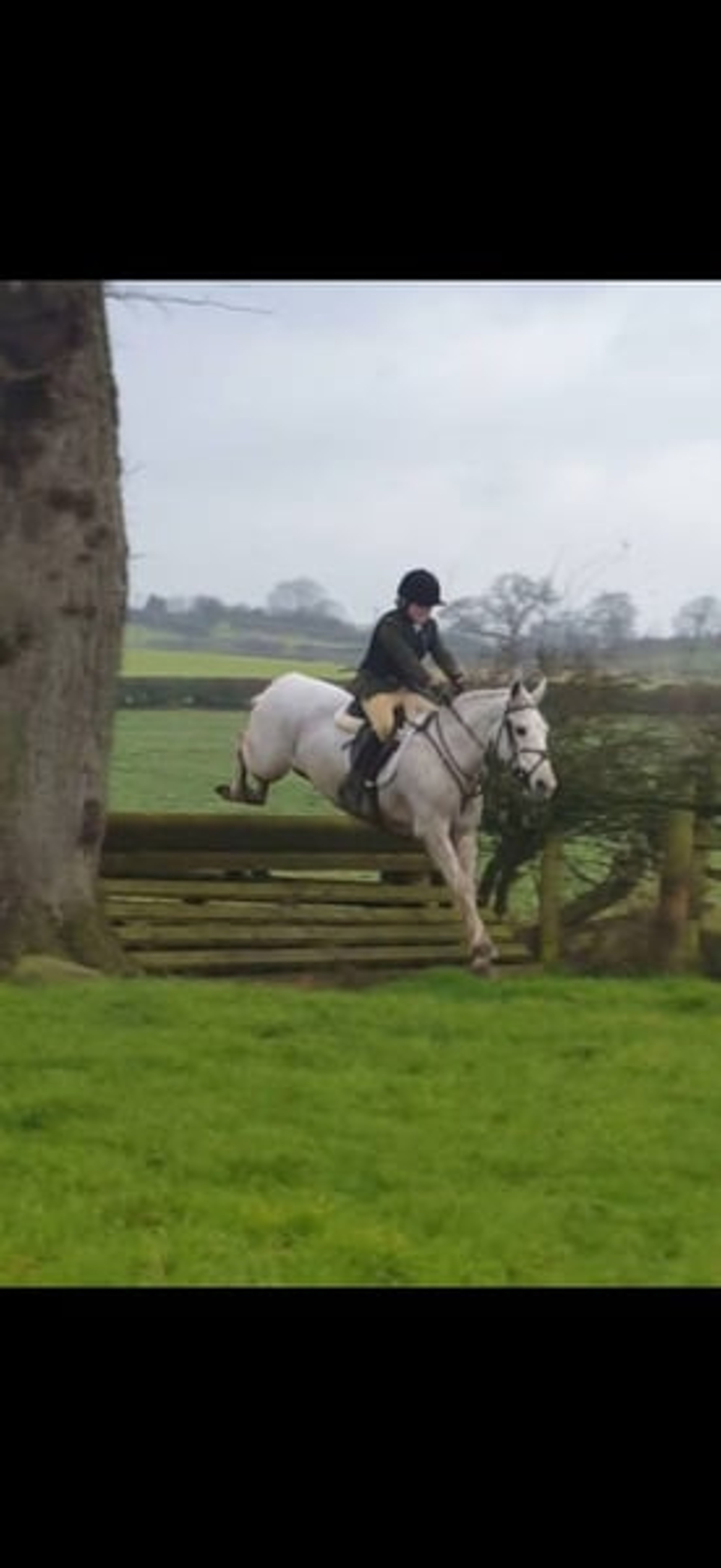 Safe 148cm Connemara Pony-8yo Confidence Giver & Family Allround - Image 5