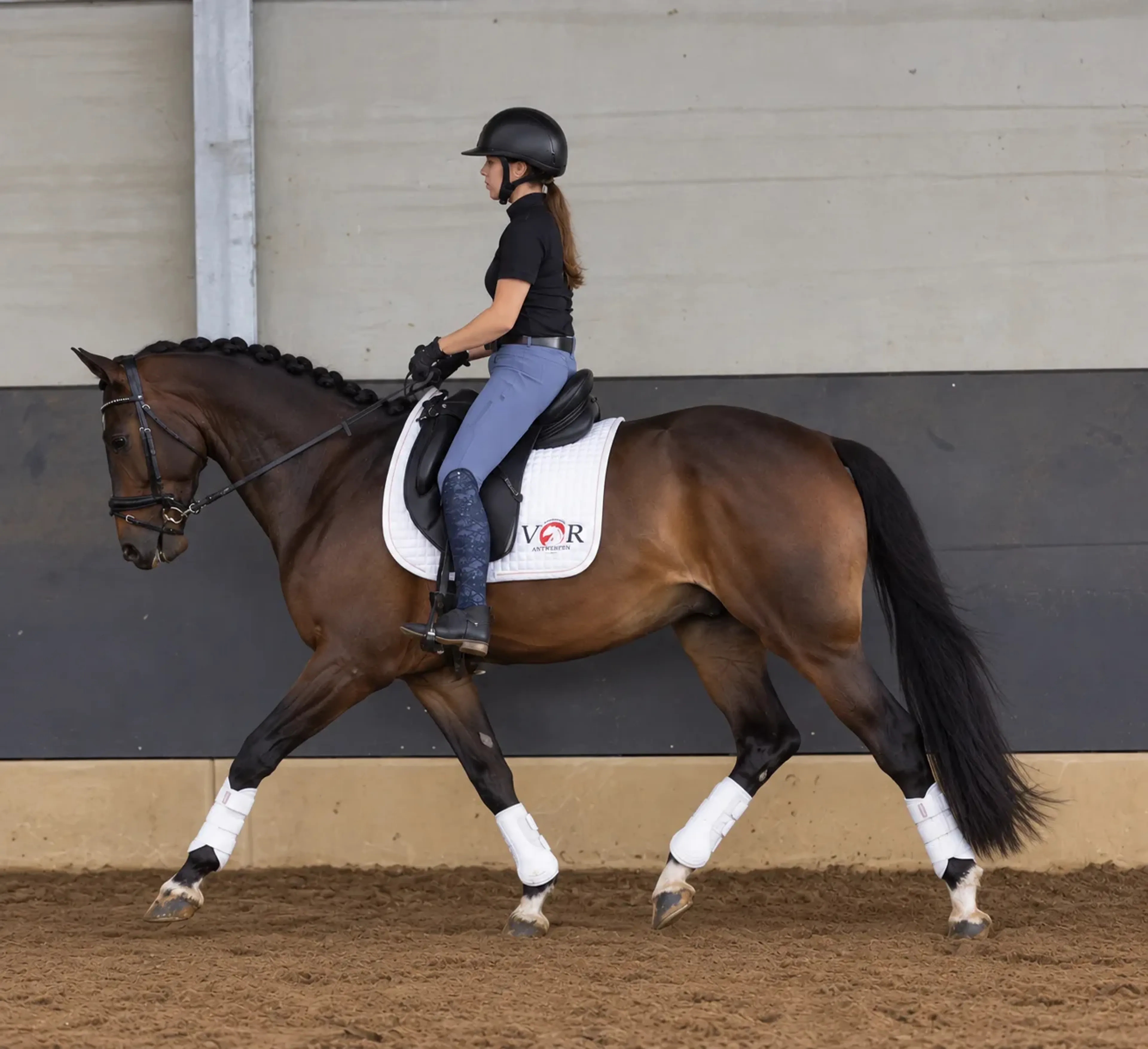 Usain – Elegant & Talented Dressage Prospect | 6 yrs | Just Wimphof × Jazz line - Image 1