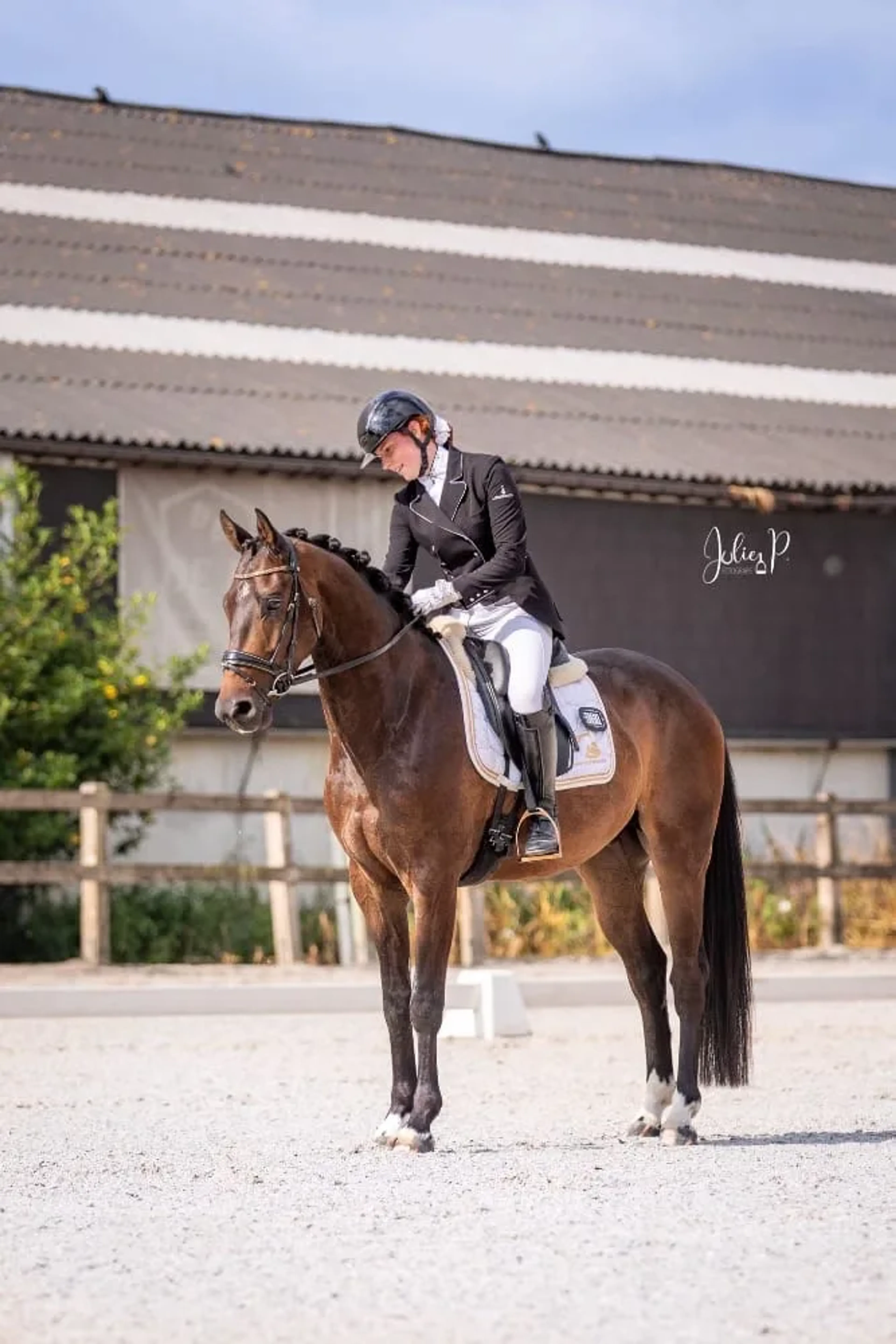 Usain – Elegant & Talented Dressage Prospect | 6 yrs | Just Wimphof × Jazz line - Image 3