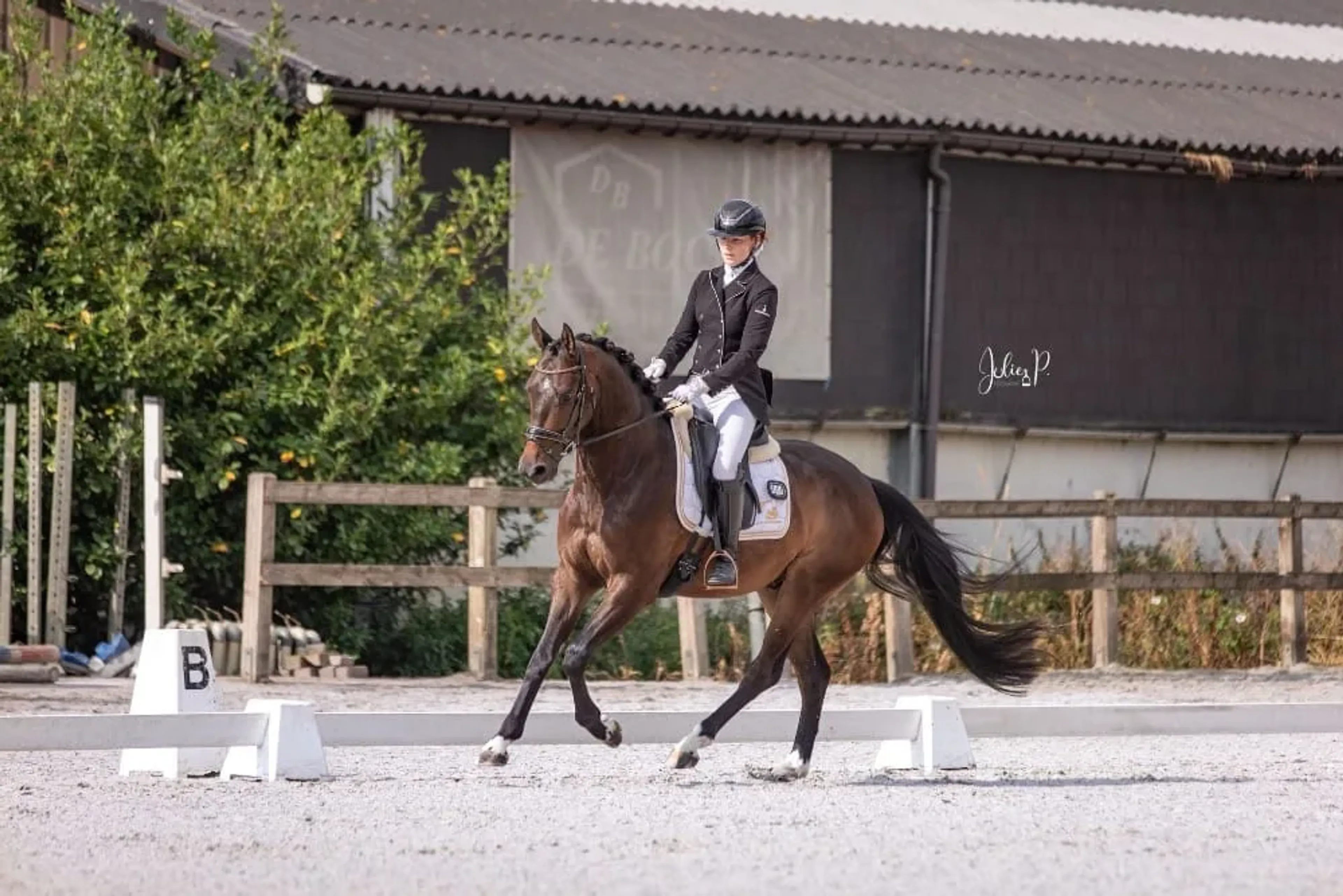 Usain – Elegant & Talented Dressage Prospect | 6 yrs | Just Wimphof × Jazz line - Image 4