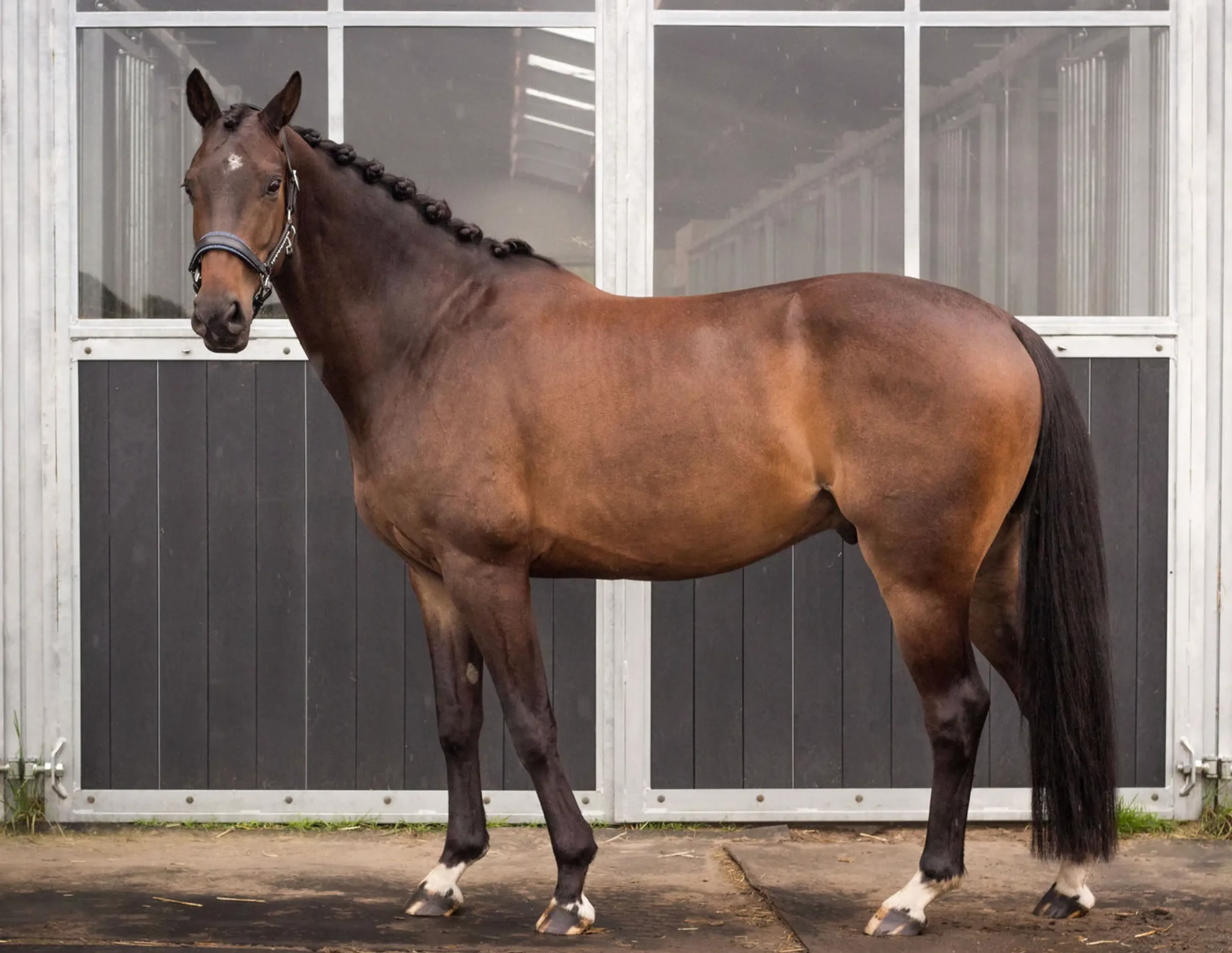 Usain – Elegant & Talented Dressage Prospect | 6 yrs | Just Wimphof × Jazz line - Image 5
